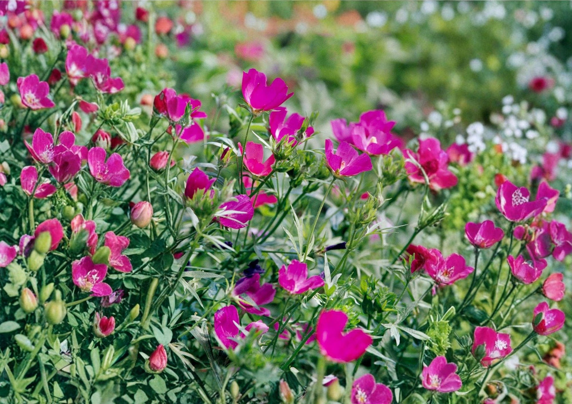 Purple Poppy Mallow Seeds - Native Perennial Ground Cover, Magenta Flowers, Callirhoe involucrata, Drought Tolerant, Pollinator Attracting, 15 Seeds