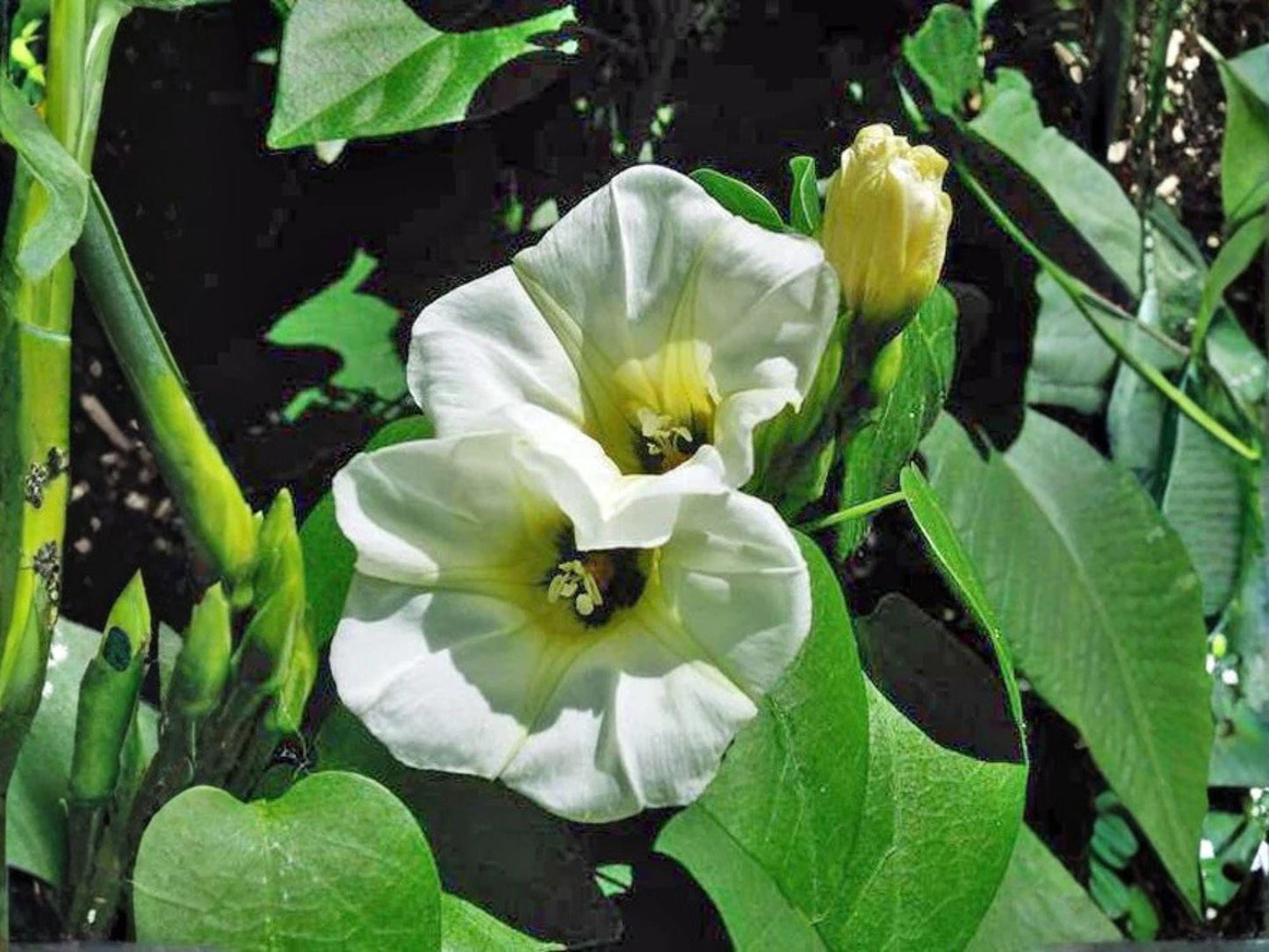 Ololiuqui Seeds – Rivea corymbosa Flowering Climbing Vine, White Trumpet Blooms, Tropical Garden, 10 Seeds