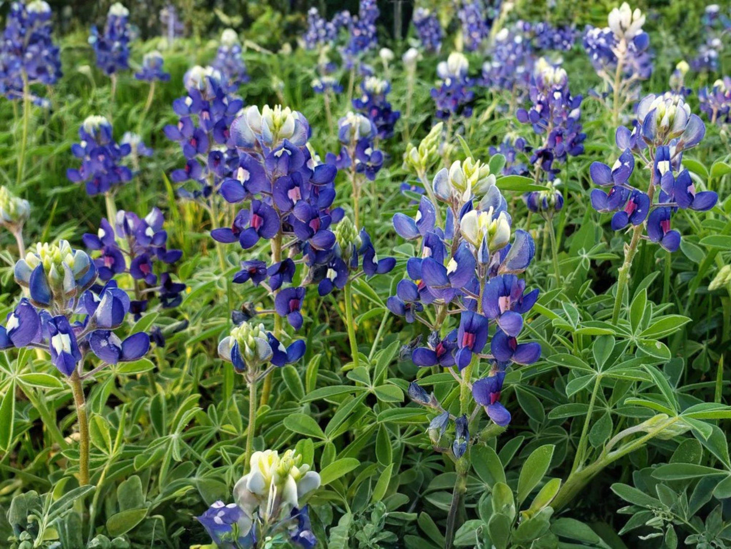 Lupinus texensis Texas Bluebonnet Flower Seeds – Annual, Blue with White Accents for Garden & Natural Plantings