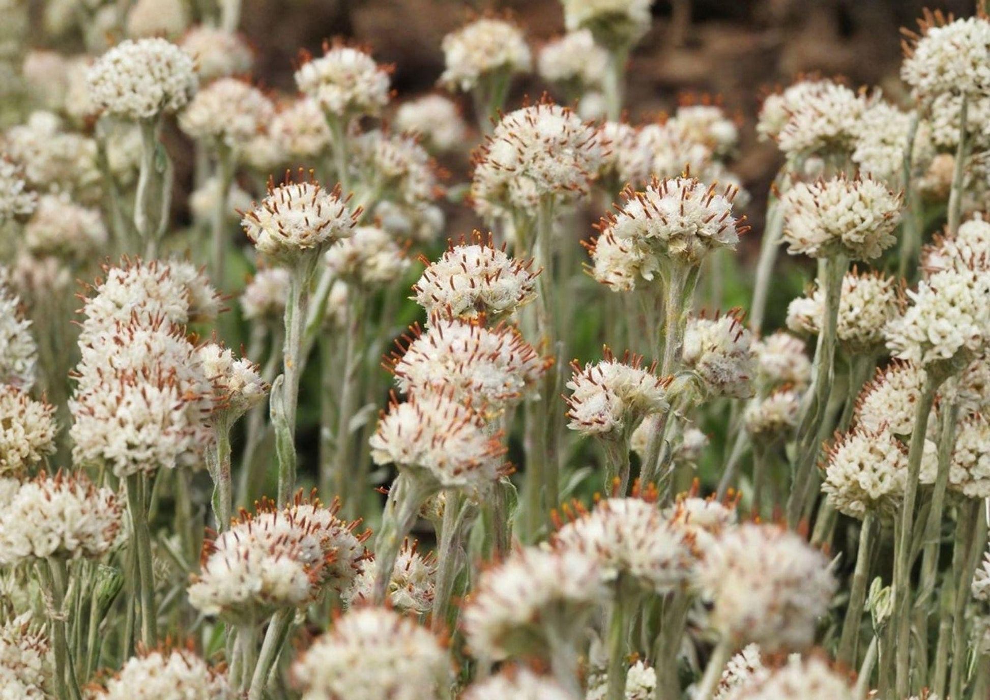 Prairie Pussytoes Seeds - Native Ground Cover, Drought Tolerant Wildflower, Antennaria neglecta, White Fuzzy Blooms, 100 Seeds