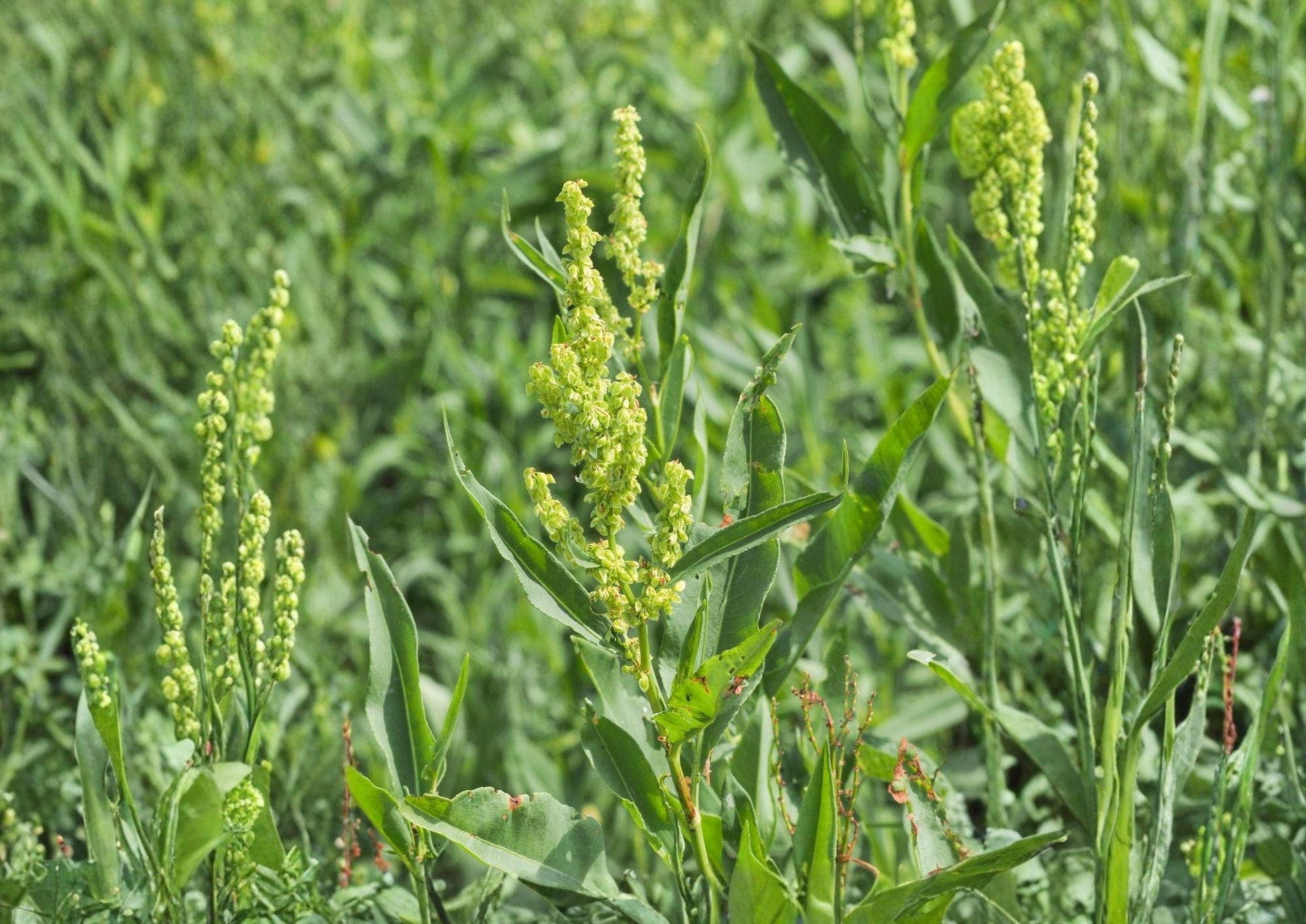 Pale Dock Seeds – Rumex altissimus Native Wetland Perennial for Wildlife Habitat, Moist Soil, 100 Seeds