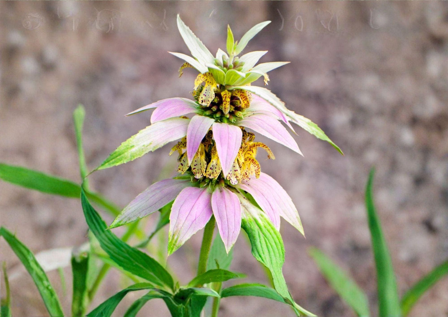 Spotted Bee Balm Seeds – Native Wildflower, Drought Tolerant, Monarda punctata, Lavender & Yellow Blooms, Pollinator Magnet, 100 Seeds
