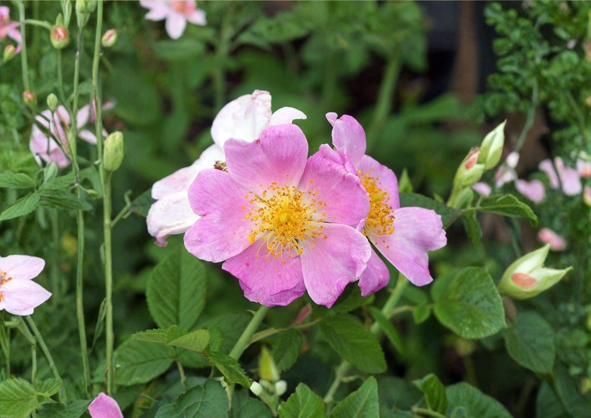 Illinois Rose Seeds – Native Fragrant Climbing Prairie Rose Rosa setigera, Pink Blooms, Pollinator Friendly, Wildlife Garden Plant