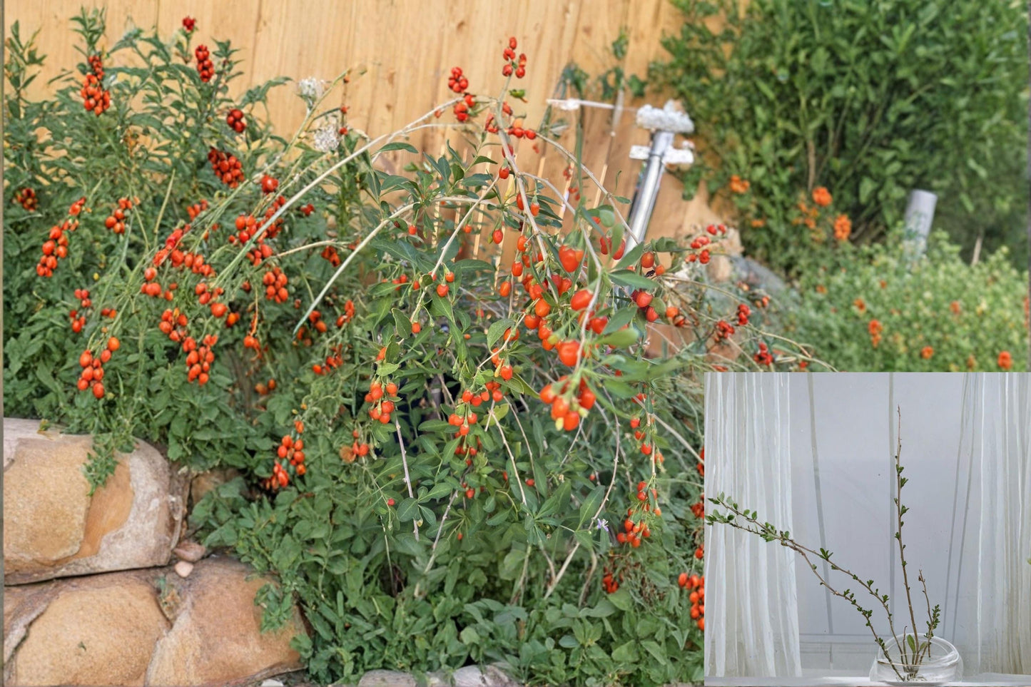 Goji Berry Live Plants and Cuttings – Lycium barbarum Fruiting Shrub for Garden or Container Cultivation