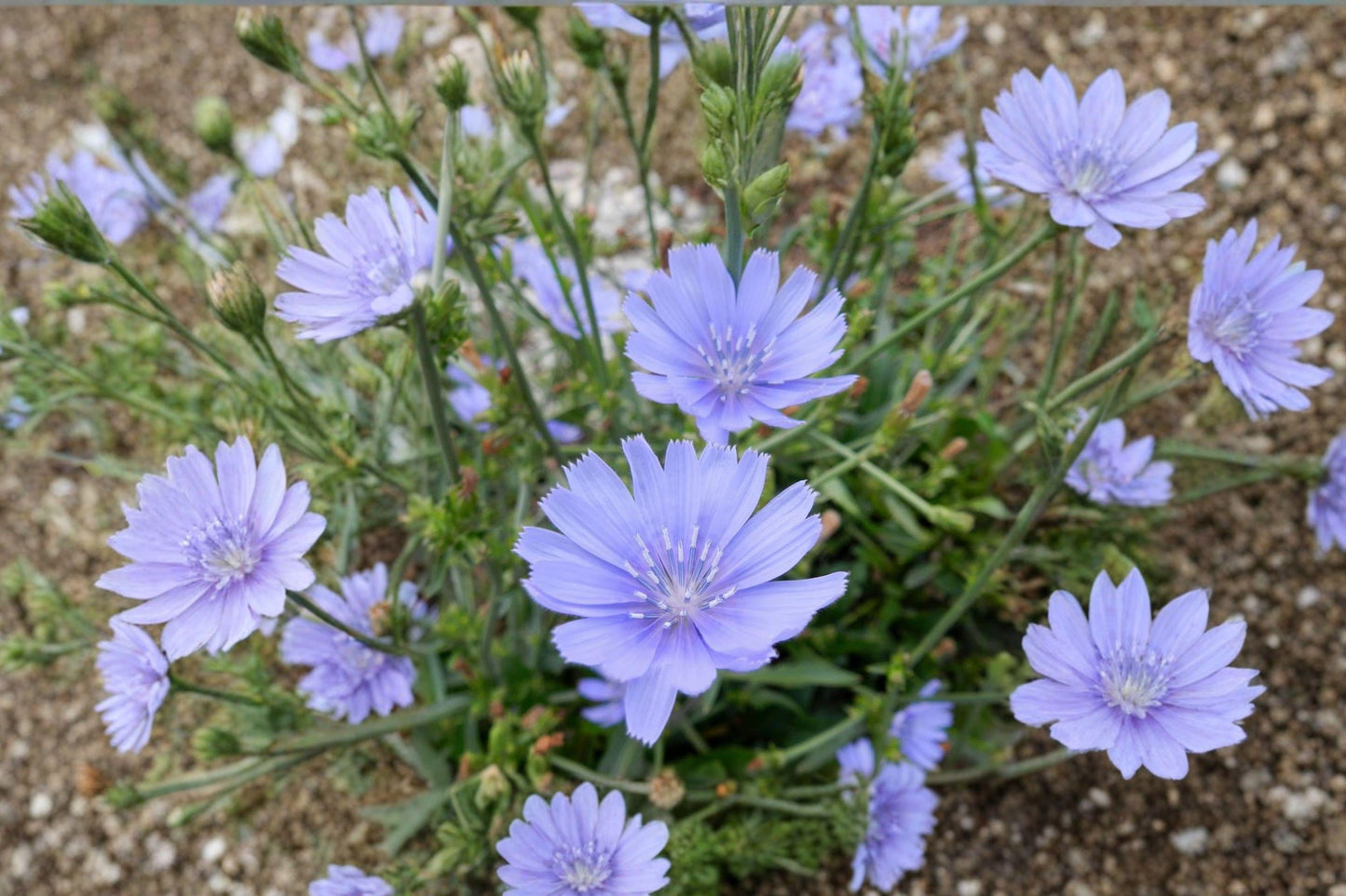 Blue Chicory Seeds – Heirloom Perennial Wildflower for Pollinator Gardens, Herbal Uses, Cichorium intybus