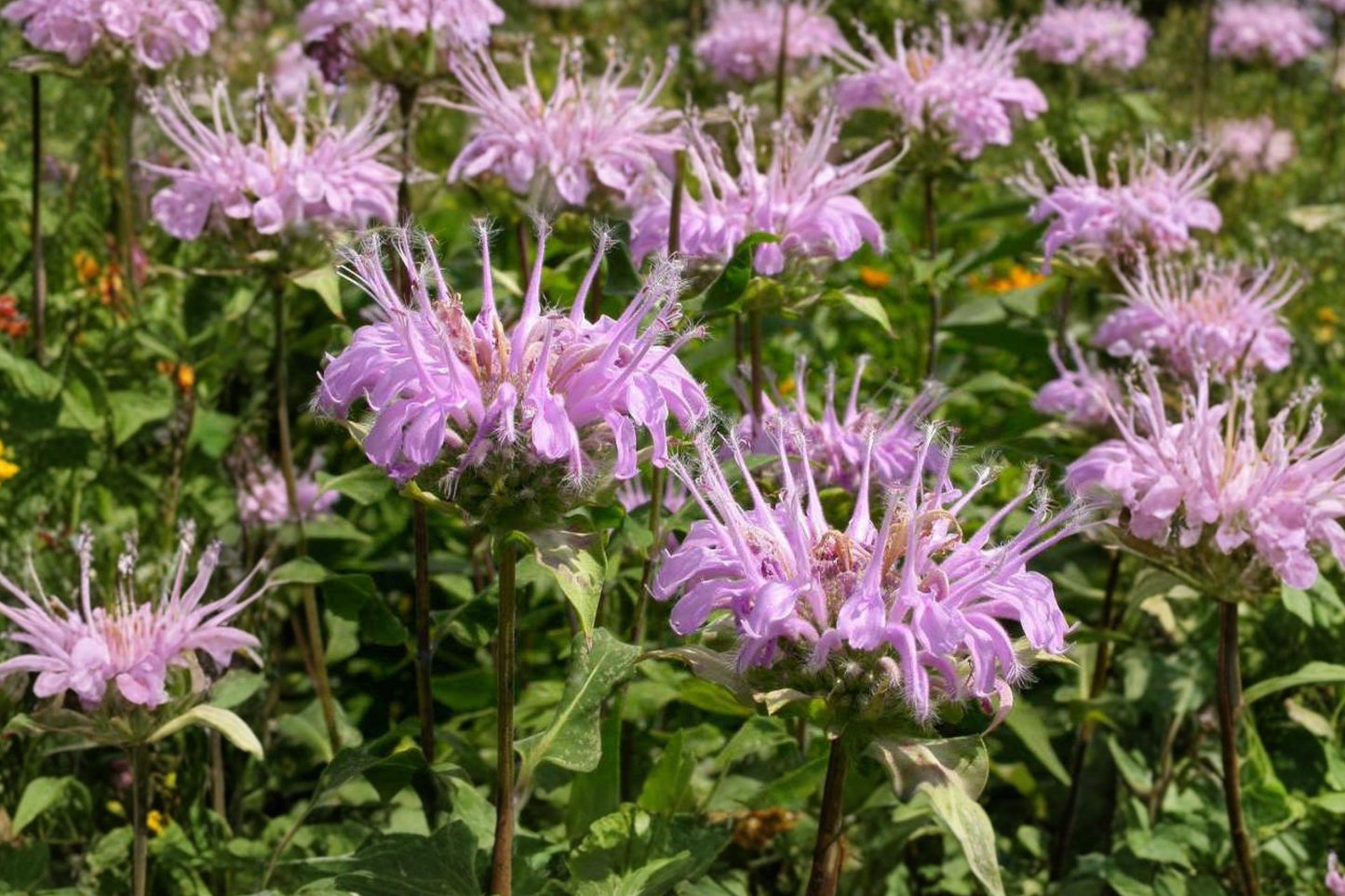 Wild Bergamot Seeds – Native Perennial Bee Balm, Lavender Wildflower, Monarda fistulosa, 100 Pack