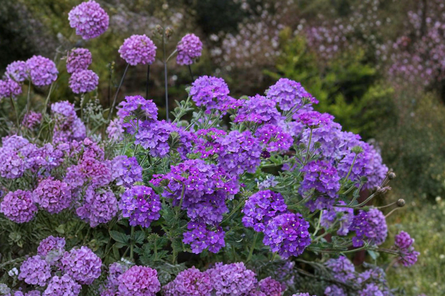 Moss Verbena Seeds – Trailing Purple Ground Cover, Pollinator-Friendly Garden Plant, Verbena tenuisecta, 100 Seeds