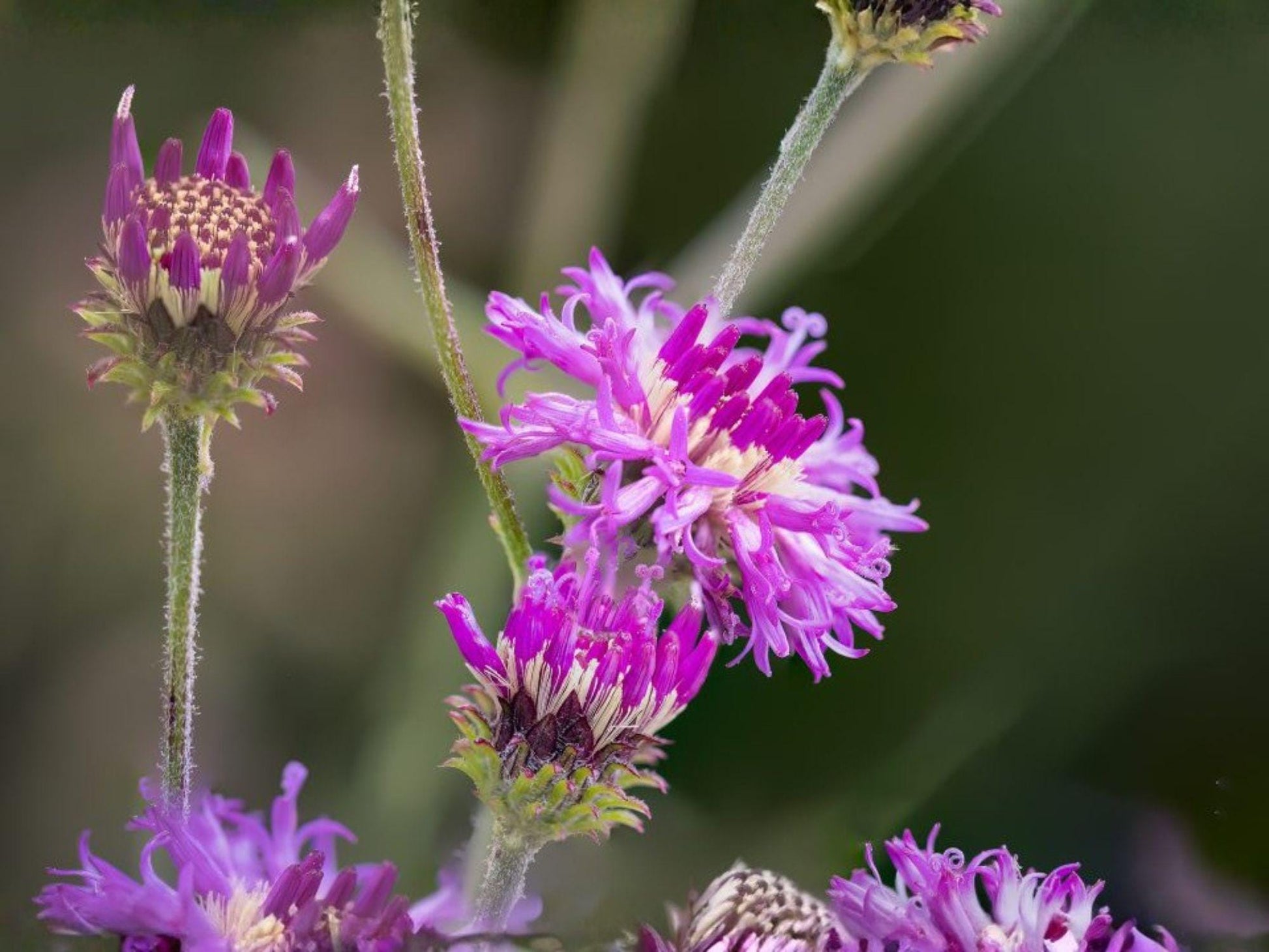 Tall Ironweed Seeds – 100 Vernonia angustifolia Native Purple Wildflower for Pollinator Gardens & Prairie Landscapes