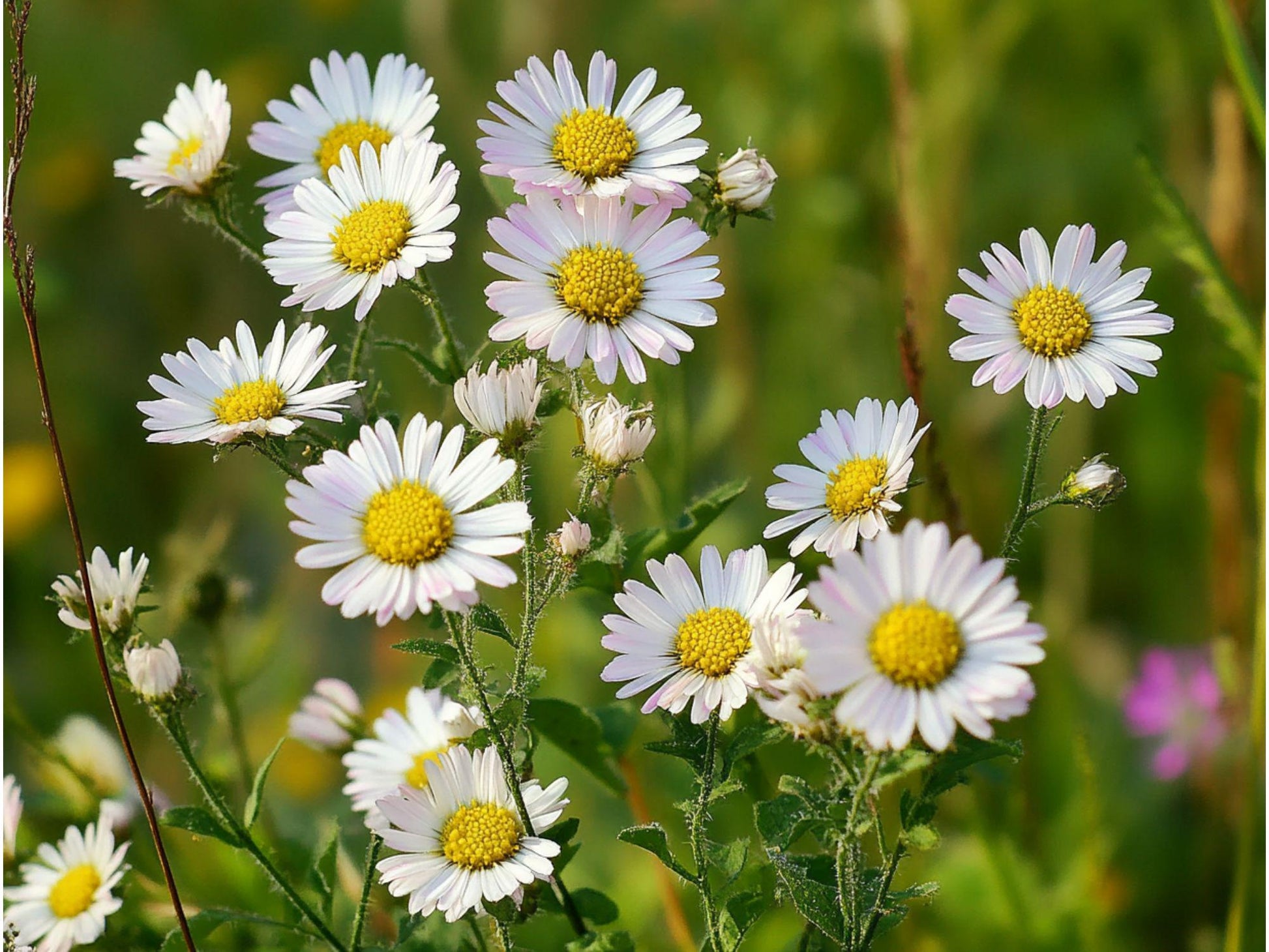 Heath Aster Seeds – Symphyotrichum Pilosus, Native Pollinator Wildflower, White Daisy-Like Blooms, Fall-Blooming Perennial, 100 Seeds