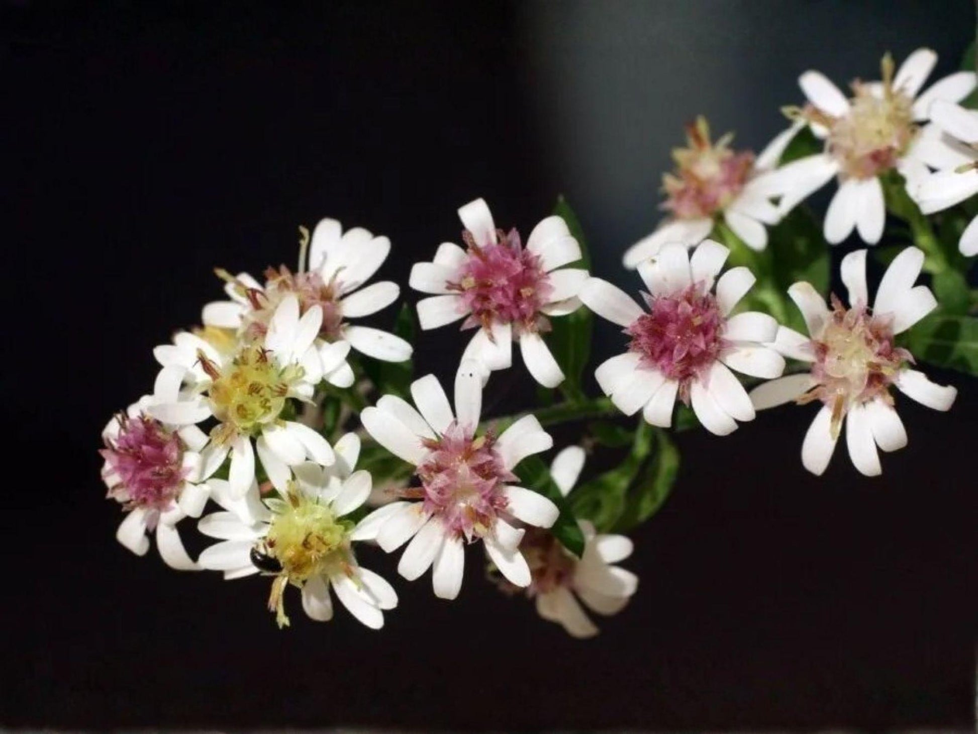 Calico Aster Seeds – Symphyotrichum Lateriflorum Native Wildflower for Pollinators, Fall Blooming, Perennial, 100 Seeds