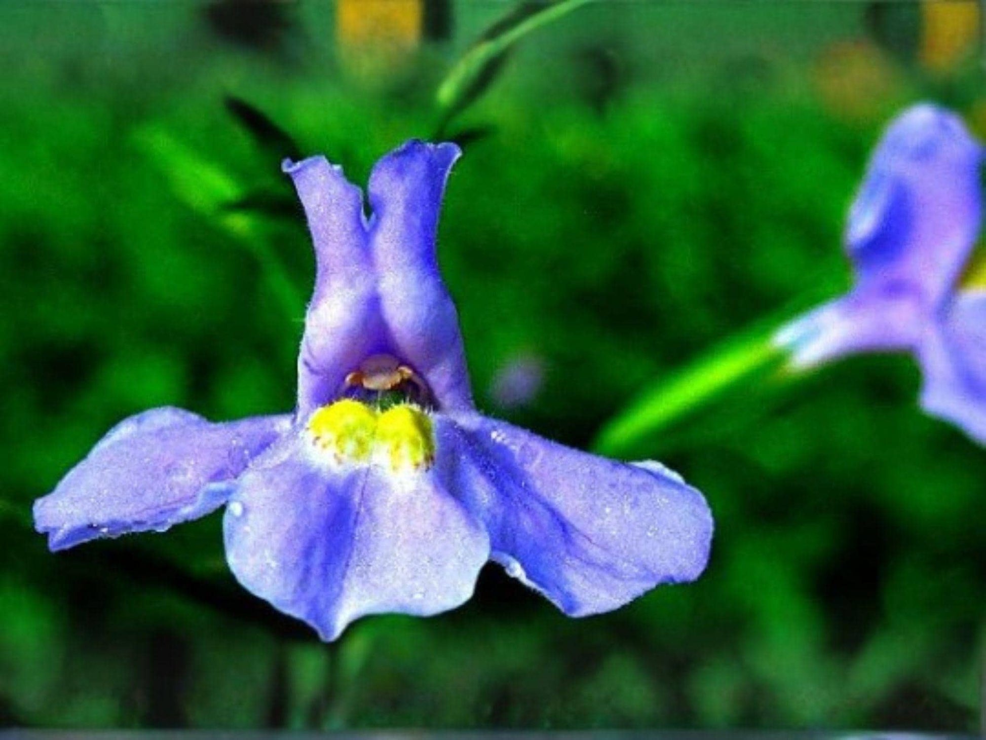 1000 Monkey Flower Seeds – Native Wetland Wildflower, Pollinator Garden, Mimulus ringens, Lavender-Blue, Perennial, Moist Soils