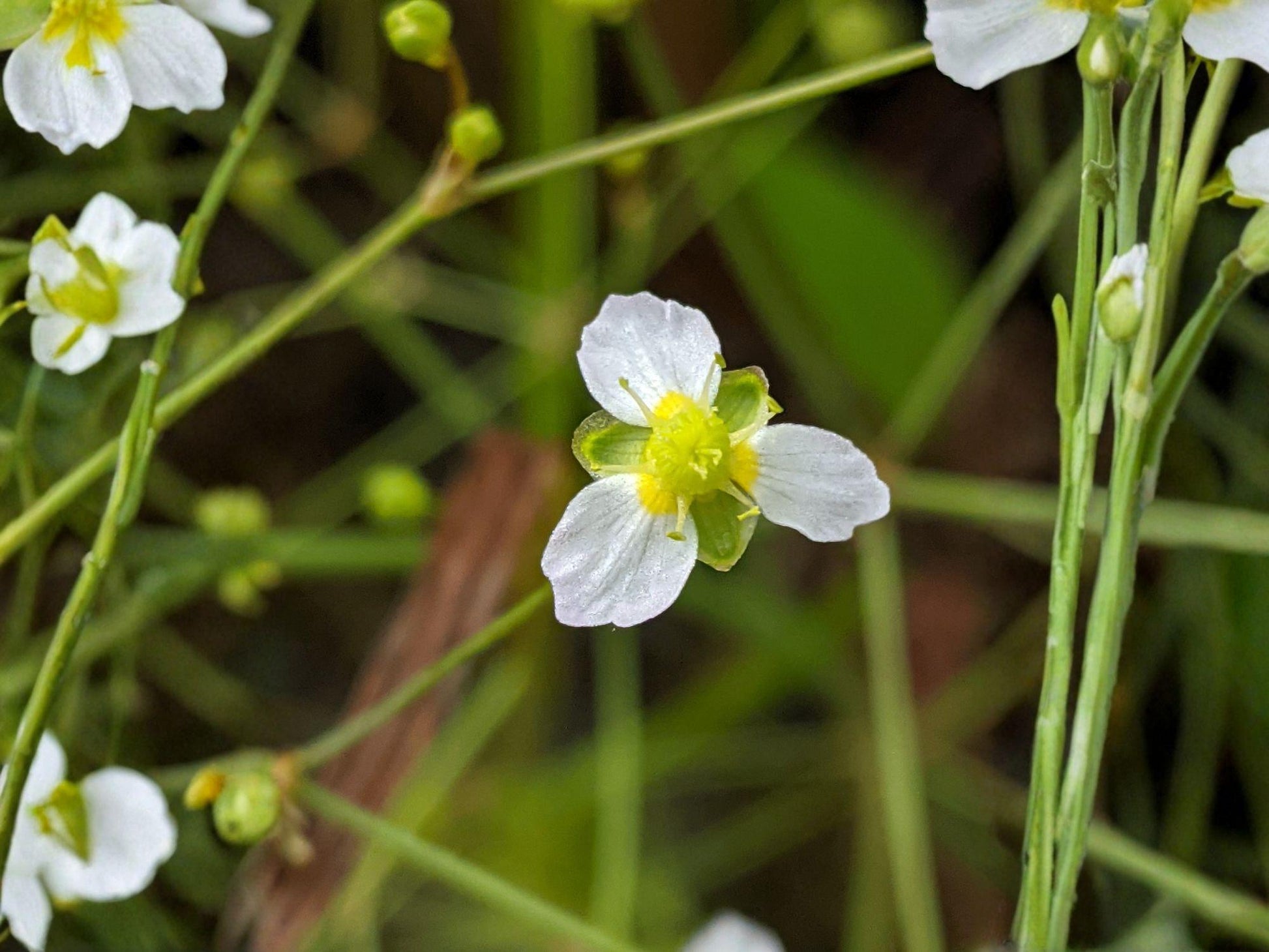 Alisma Triviale Seeds – Large-Flowered Water Plantain Native Aquatic Perennial for Wetlands, Pond Edges, Rain Gardens (100 Seeds)