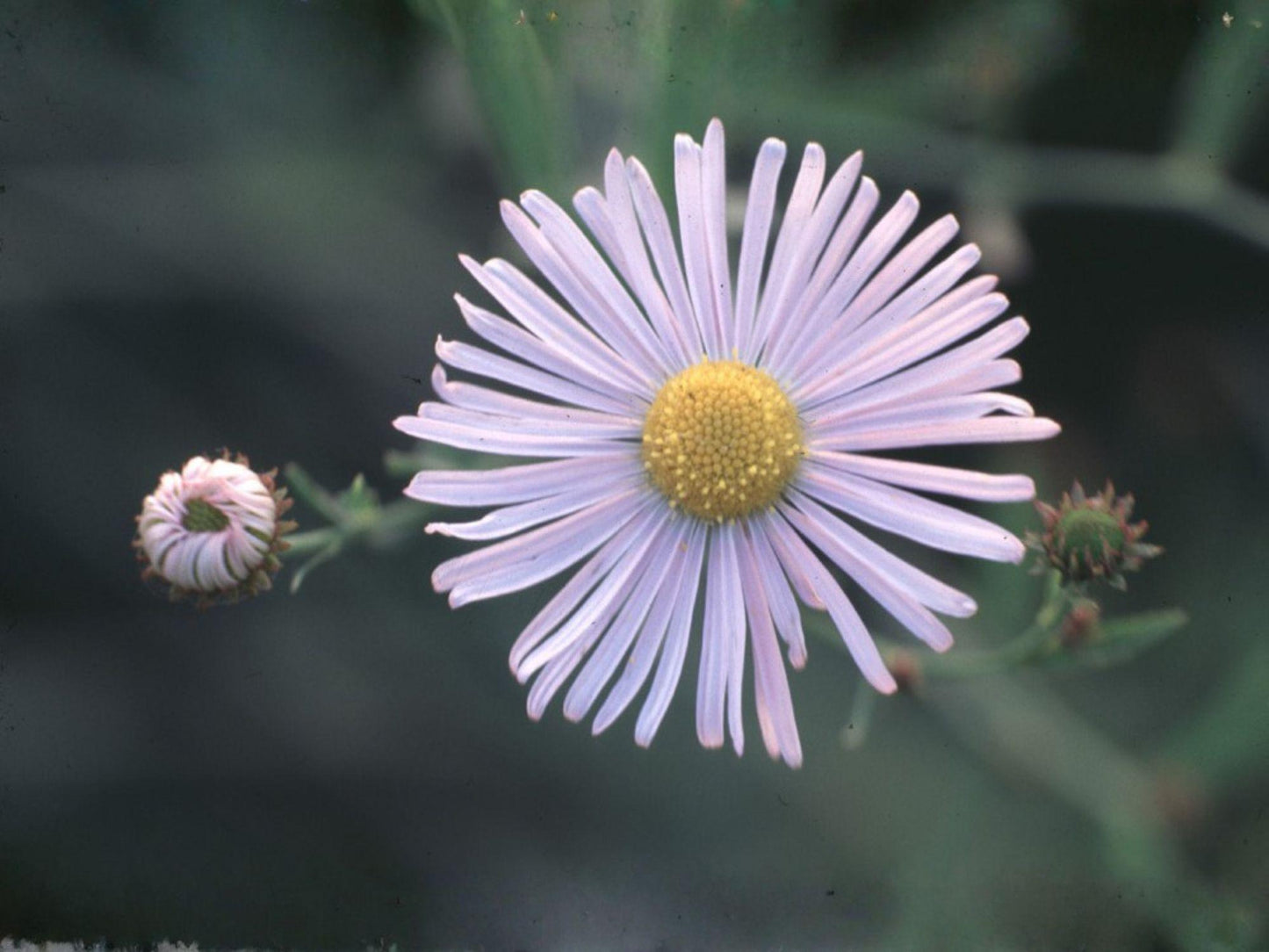 Decurrent False Aster Seeds – Native Prairie Wildflower, Pollinator Perennial, White Daisy Blooms, Boltonia decurrens, 500 Seeds