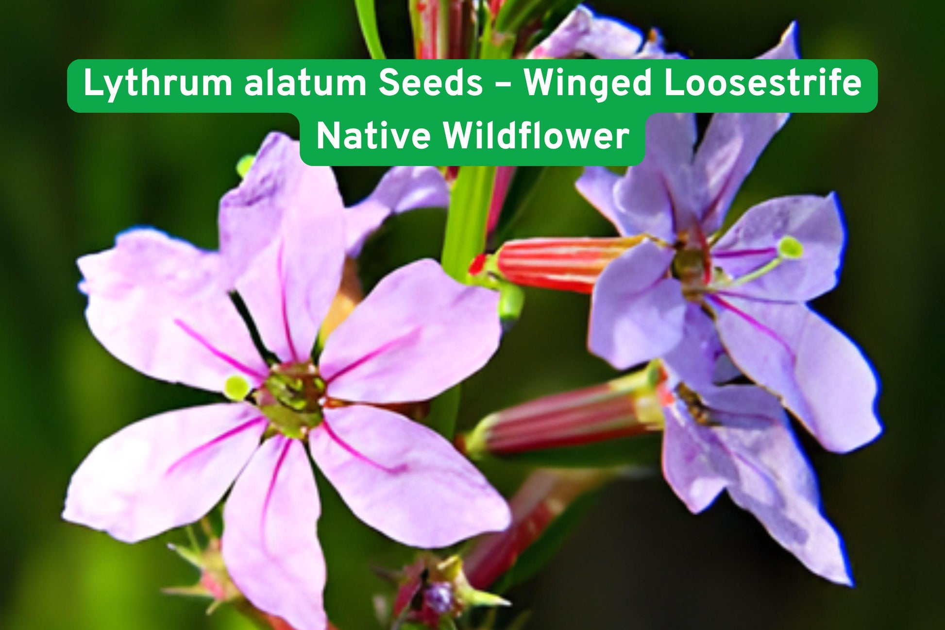 Winged Loosestrife Seeds, Wildflower Seeds, Native Plant Seeds, Perennial Wildflower, Pink Bloom Seeds, Pollinator Garden, Rain Garden Seeds, Wetland Plant Seeds, Prairie Restoration, North American Wildflower, Moist Soil Seeds, Full Sun Wildflower, Native Prairie Seeds