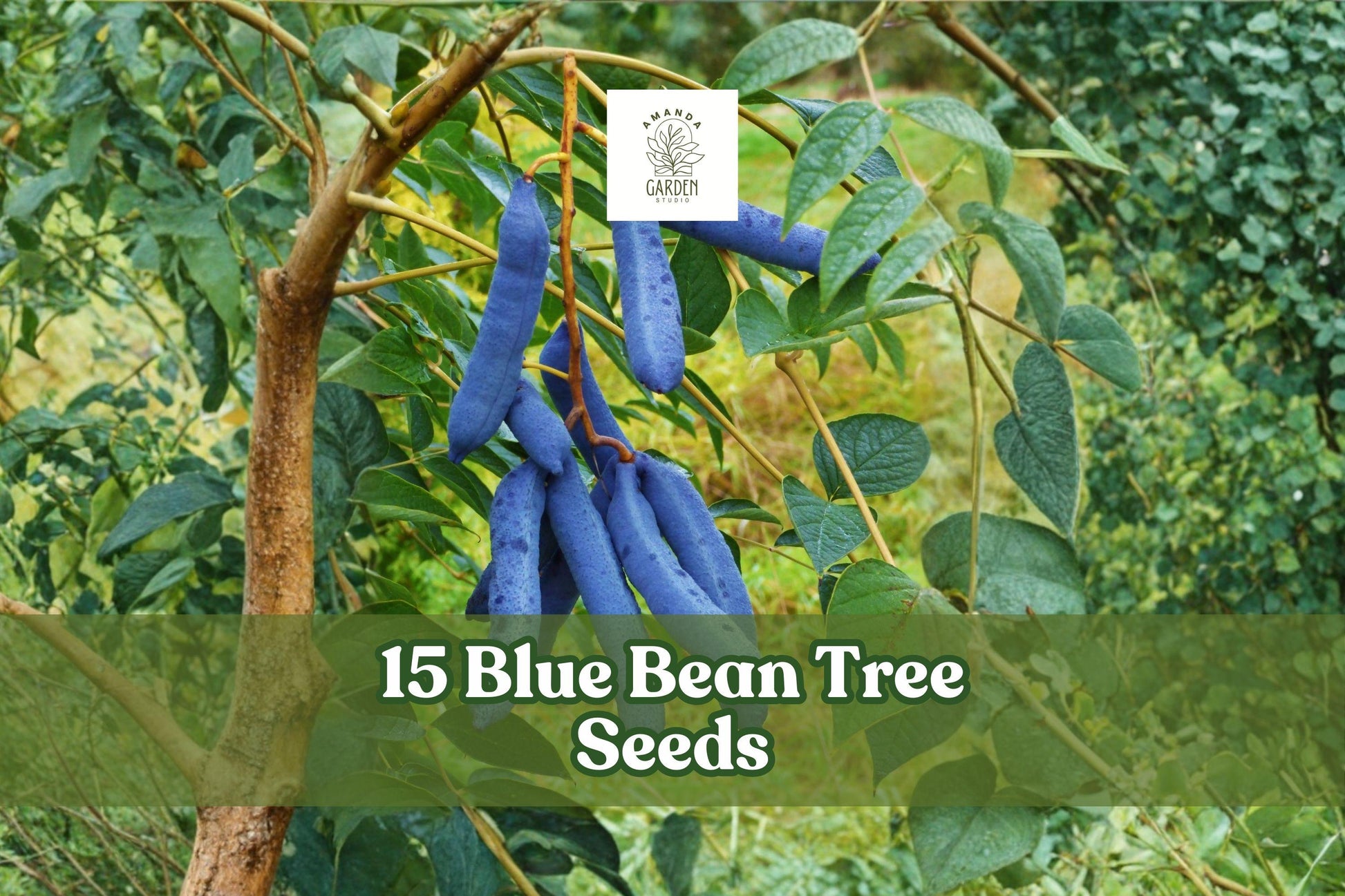 15 Blue Bean Tree Seeds Decaisnea fargesii Ornamental Shrub with Blue Seed Pods, Deciduous Landscape Plant