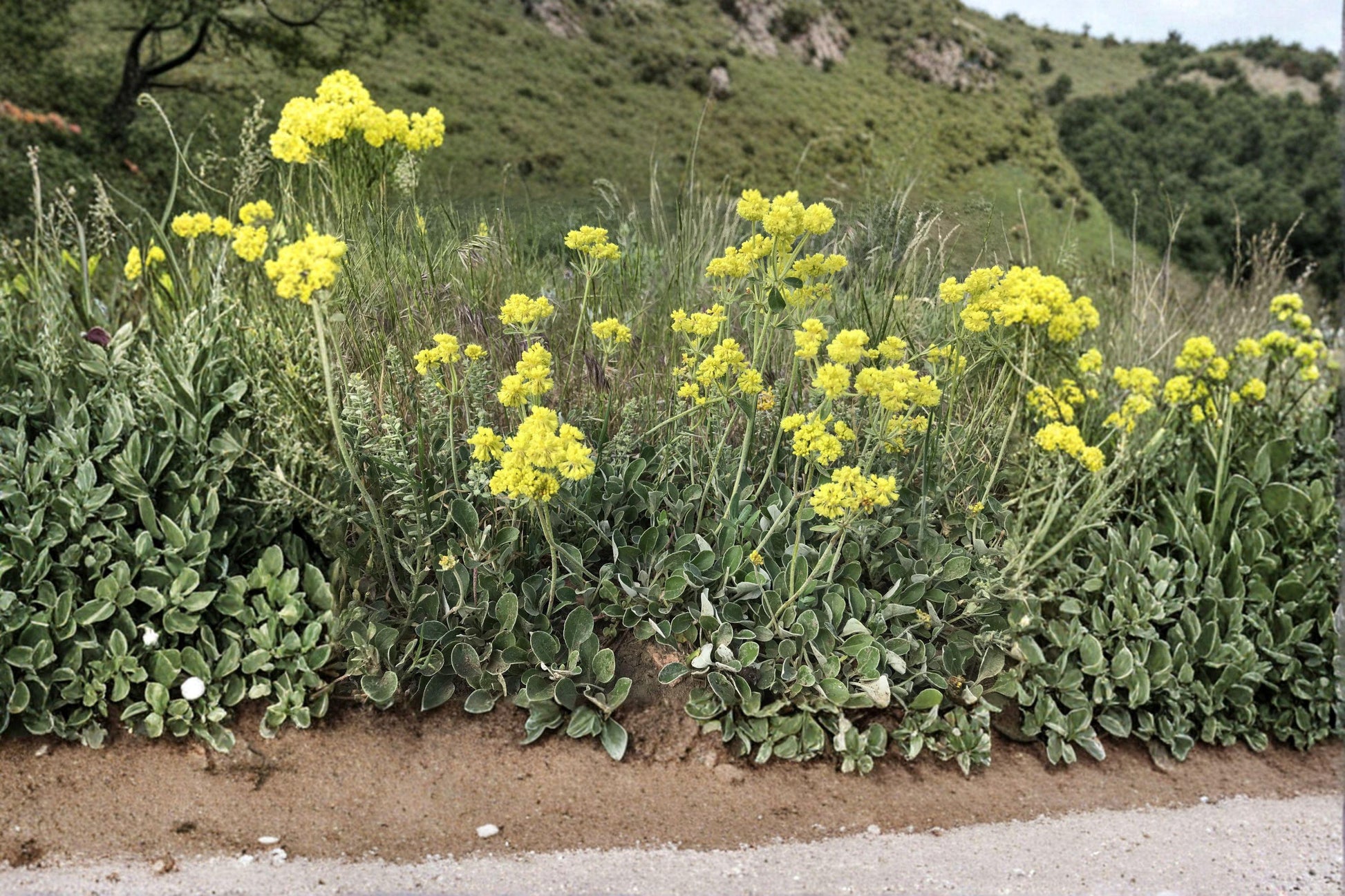 Sulfurflower Buckwheat Seeds - 100 Eriogonum umbellatum Drought-Tolerant Wildflower for Rock Gardens & Xeriscape