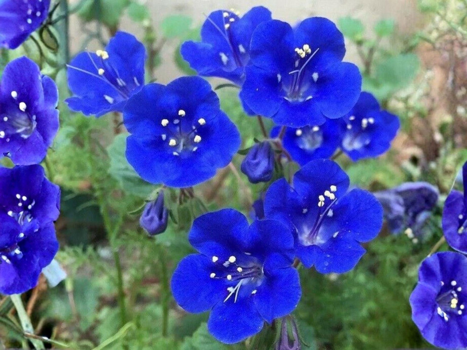 California Bluebell Seeds – Phacelia campanularia, Desert Scorpionweed, Blue Wildflower, 100 Seeds