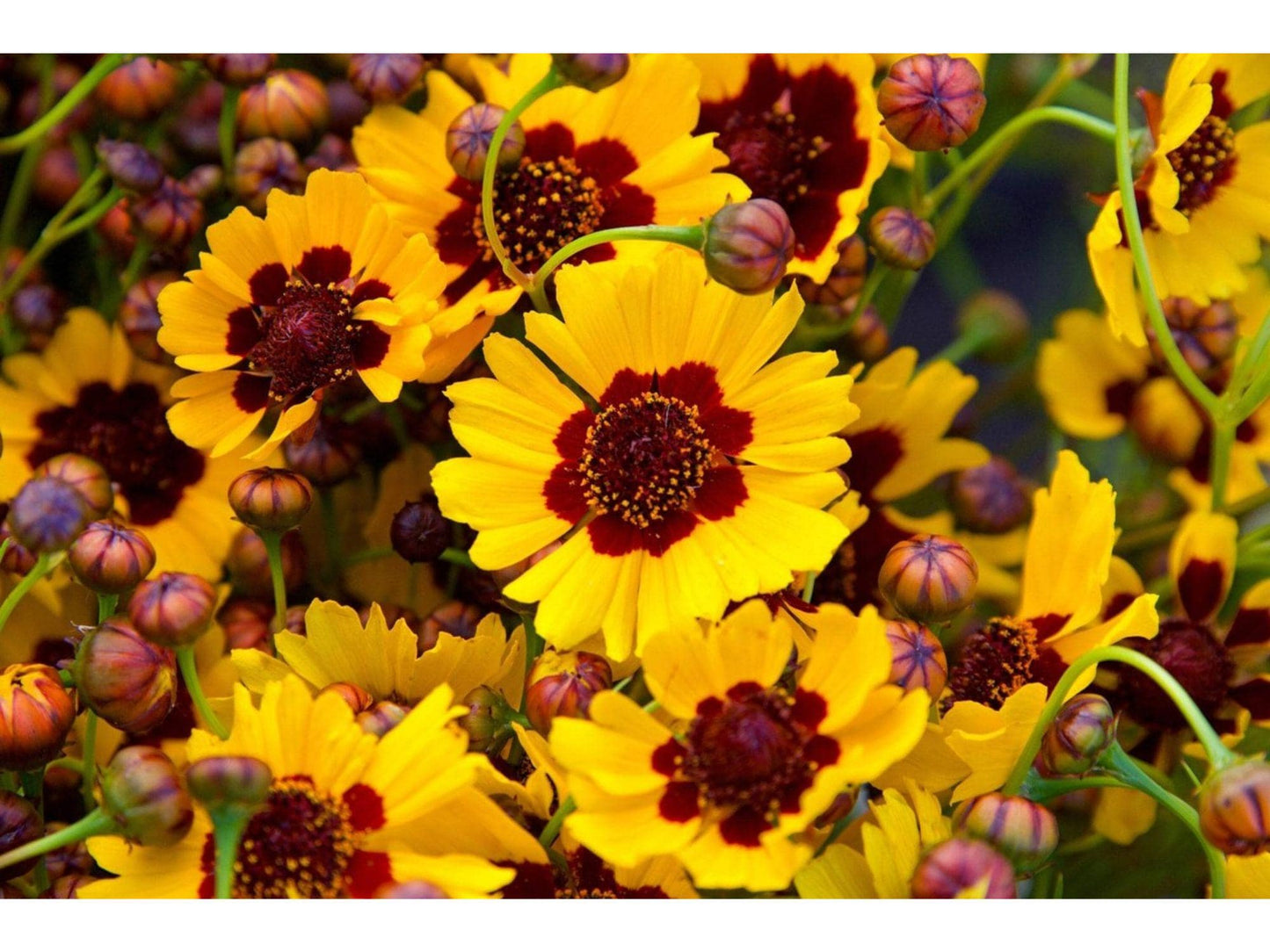 Coreopsis basalis Seeds – Wildflower, Yellow & Red Blooms, Pollinator-Friendly, 100 Seeds