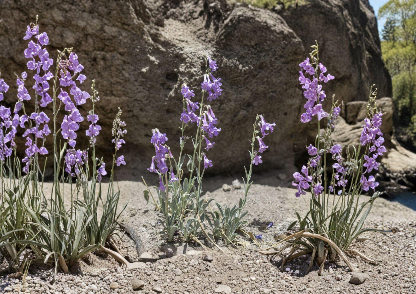 Penstemon Secundiflorus Seeds – 50 Native Wildflower Seeds for Lavender-Pink Sidebells Beardtongue, Pollinator-Friendly, Drought Tolerant