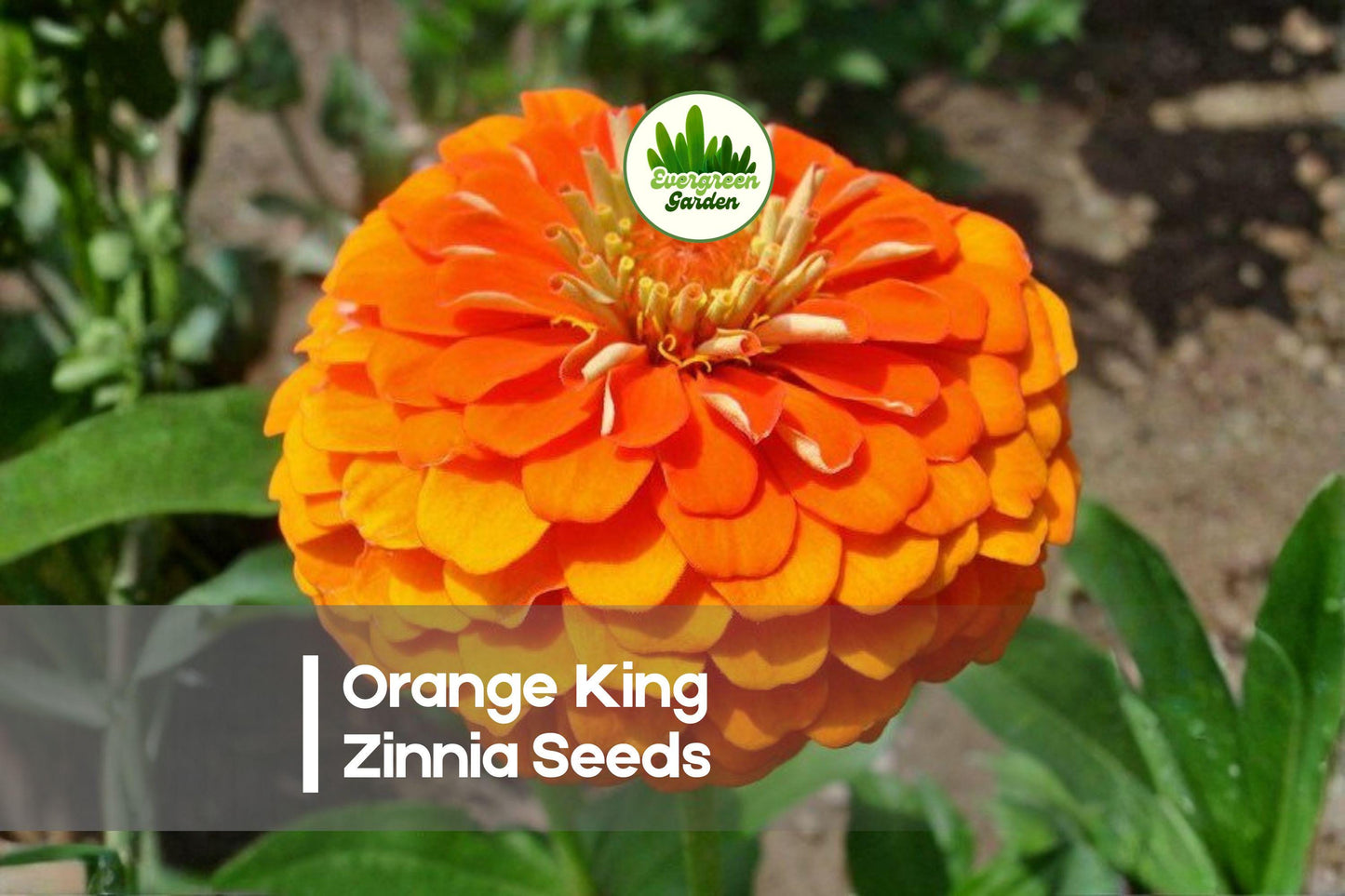 Orange King Zinnia Seeds - Bright Orange Heirloom Annual for Borders, Cut Flowers, Pollinator Gardens | Zinnia elegans