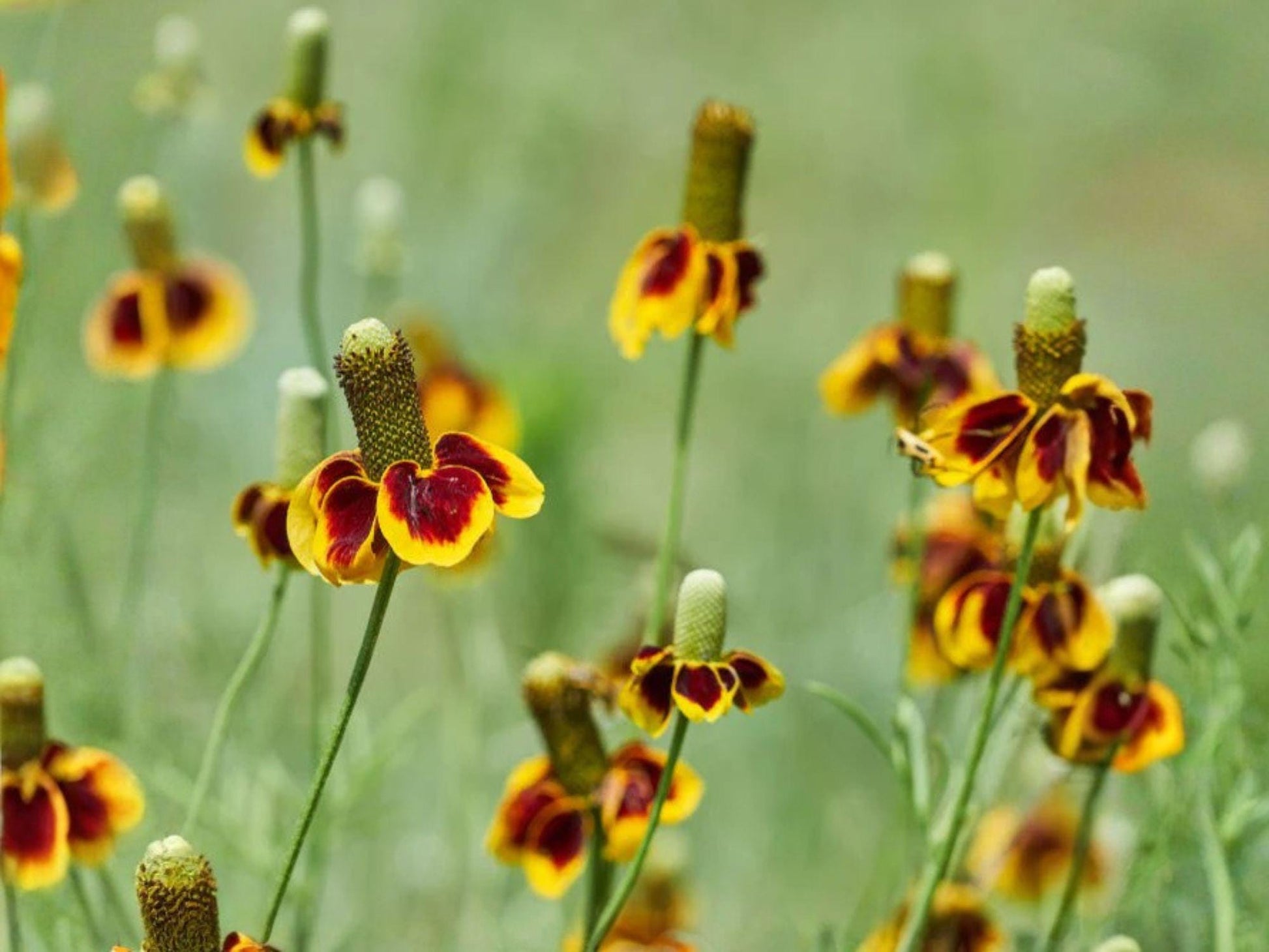 Prairie Coneflower Seeds, Mexican Hat Wildflower, Drought Tolerant, Ratibida columnifera, Native Perennial, Pollinator Garden