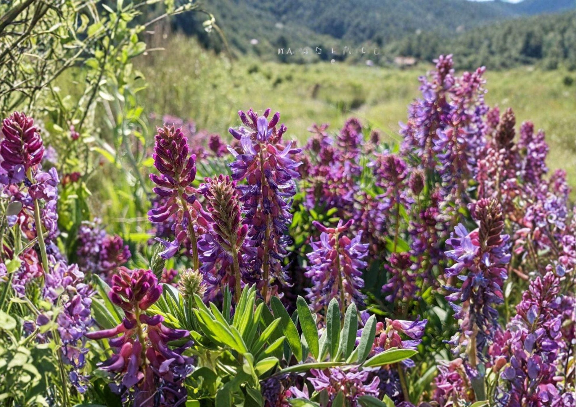 Astragalus bisulcatus Twogroove Milkvetch 15 Seeds Native Prairie Legume Drought Tolerant Wildflower Purple Flowers
