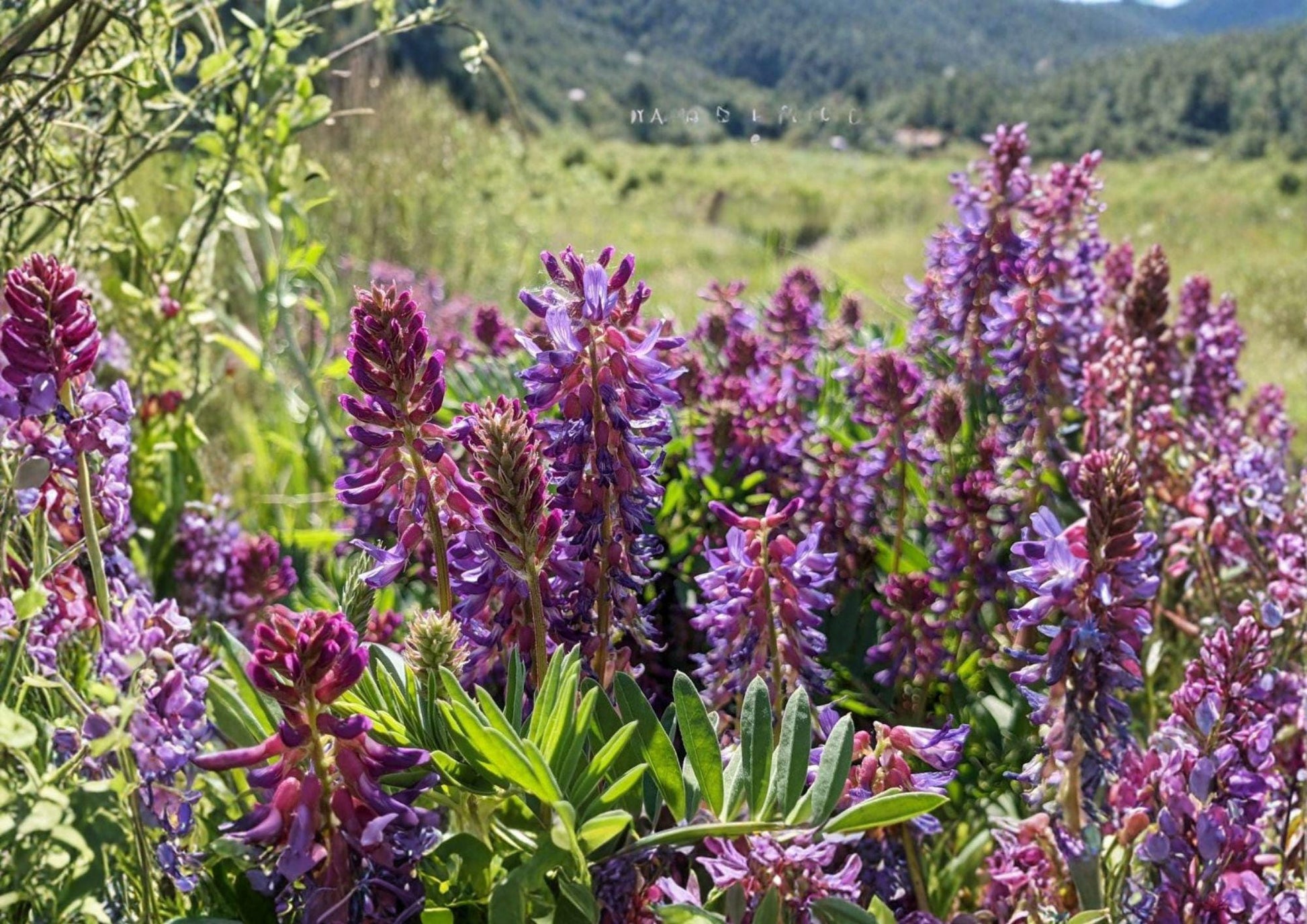 Astragalus bisulcatus Twogroove Milkvetch Seeds, Native Prairie Legume, Purple Flowers, Drought Tolerant Wildflower, Pollinator Friendly