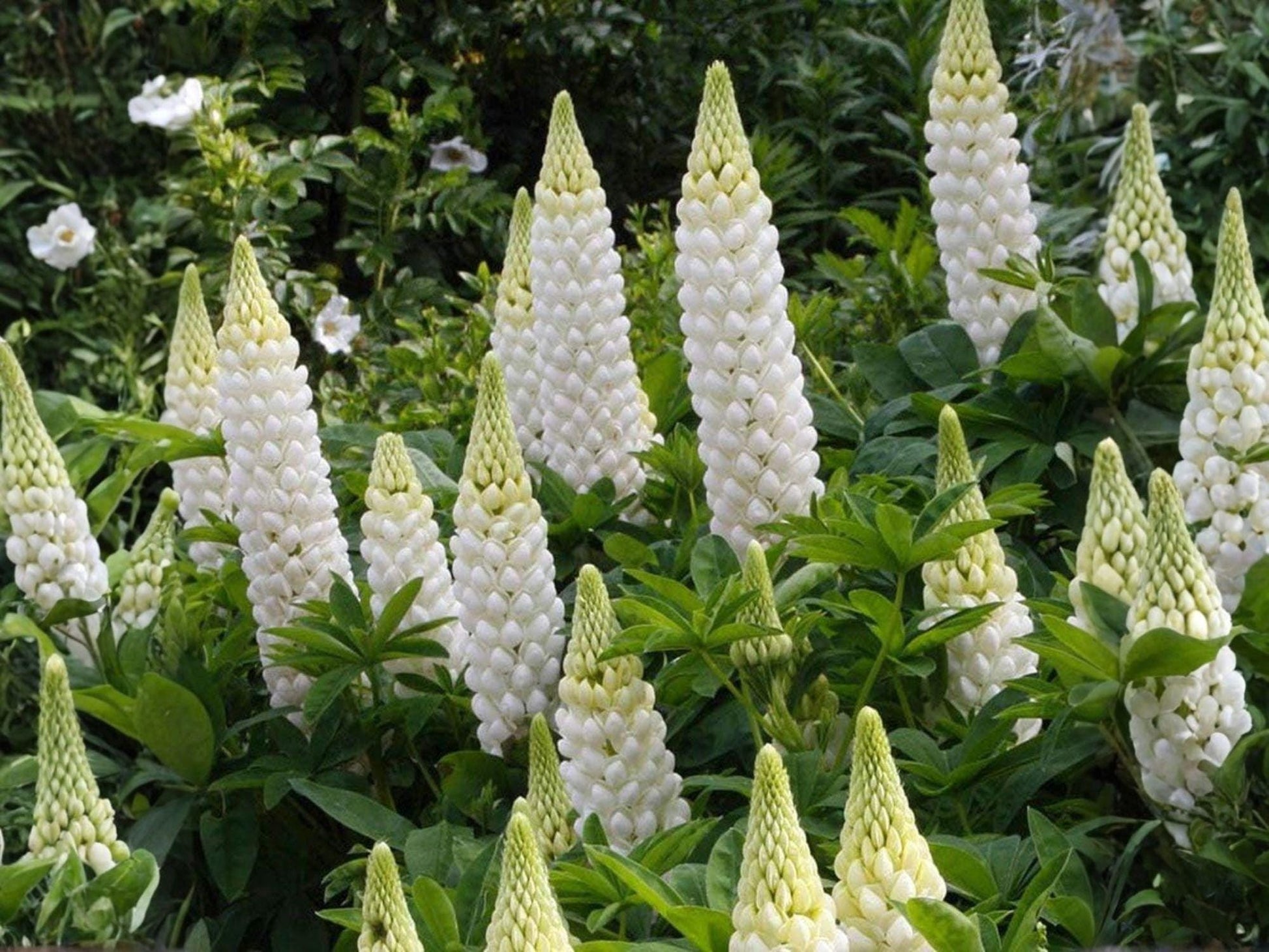 Russell White Lupine Seeds – 20 Non-GMO, Open Pollinated Perennial Seeds for Cottage Garden, White Flowering Lupinus polyphyllus