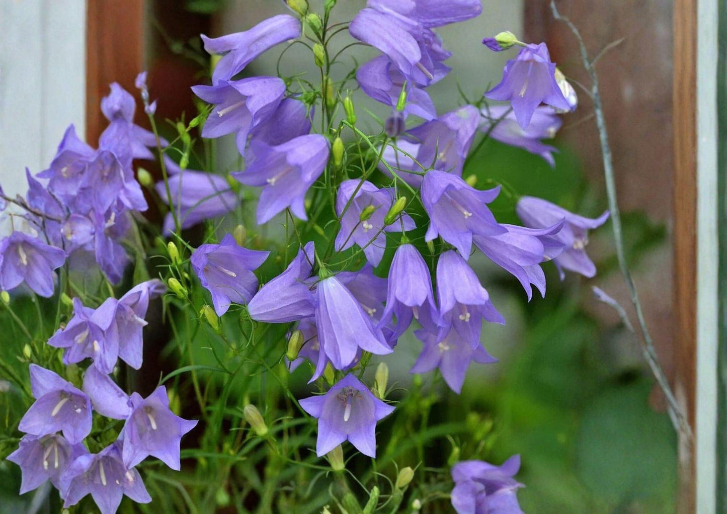 Campanula rotundifolia Harebells 100 Seeds - Native Blue Bellflower Perennial, Pollinator Wildflower for Rock Gardens & Meadows