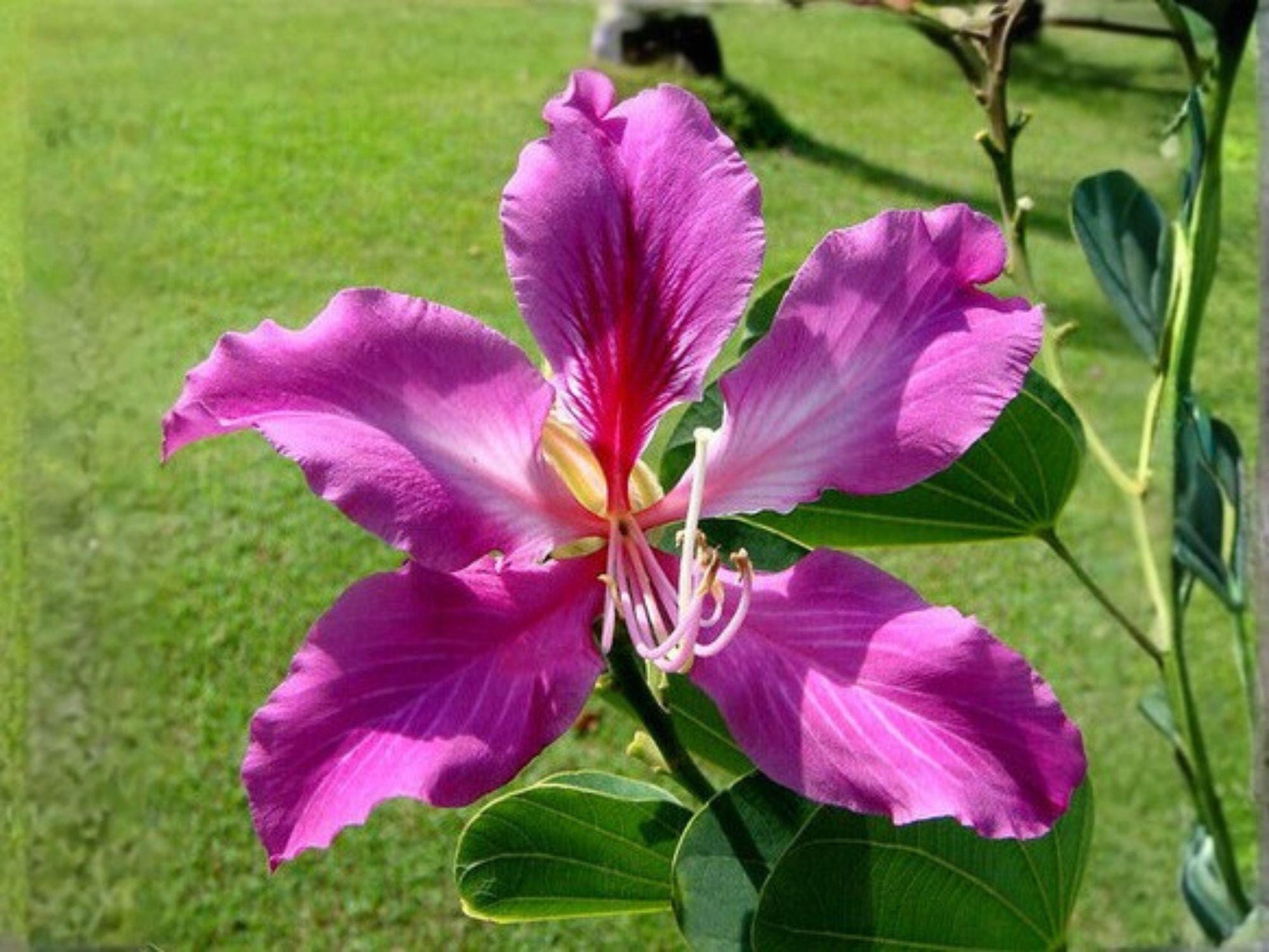 Purple Orchid Tree Seeds – 10 Bauhinia purpurea Flowering Ornamental Seeds for Tropical Gardens