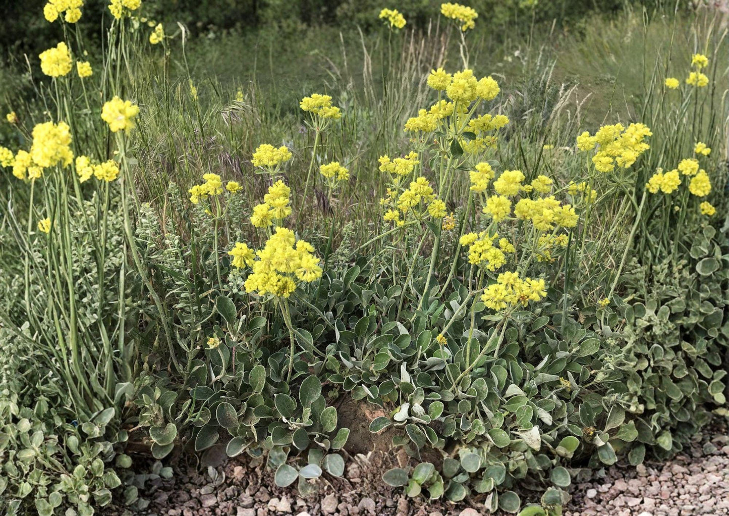 Sulfurflower Buckwheat Seeds - Native Eriogonum umbellatum, Drought Tolerant Alpine Perennial for Rock Gardens & Xeriscape