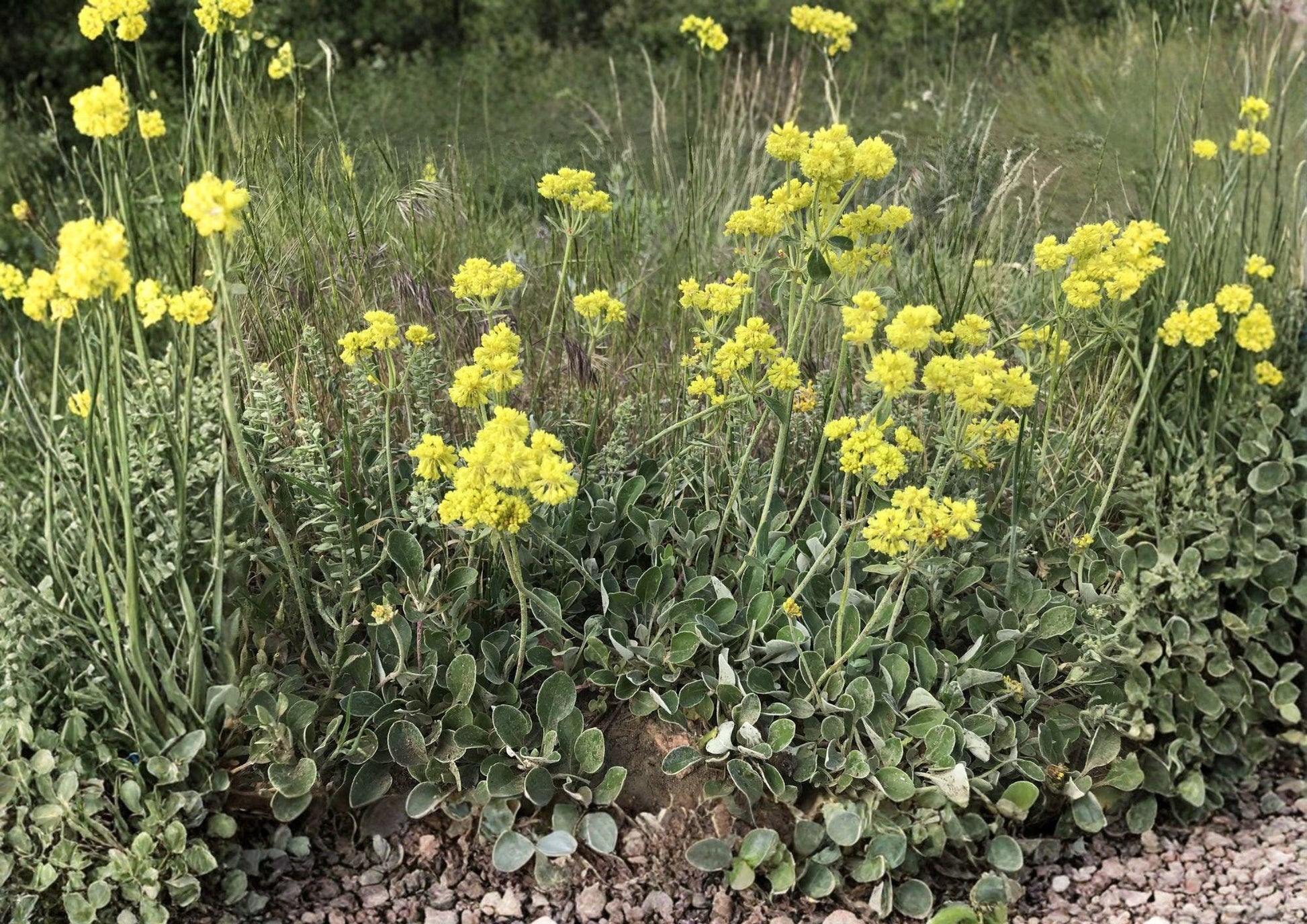 Sulfurflower Buckwheat Seeds - Native Eriogonum umbellatum, Drought Tolerant Alpine Perennial for Rock Gardens & Xeriscape