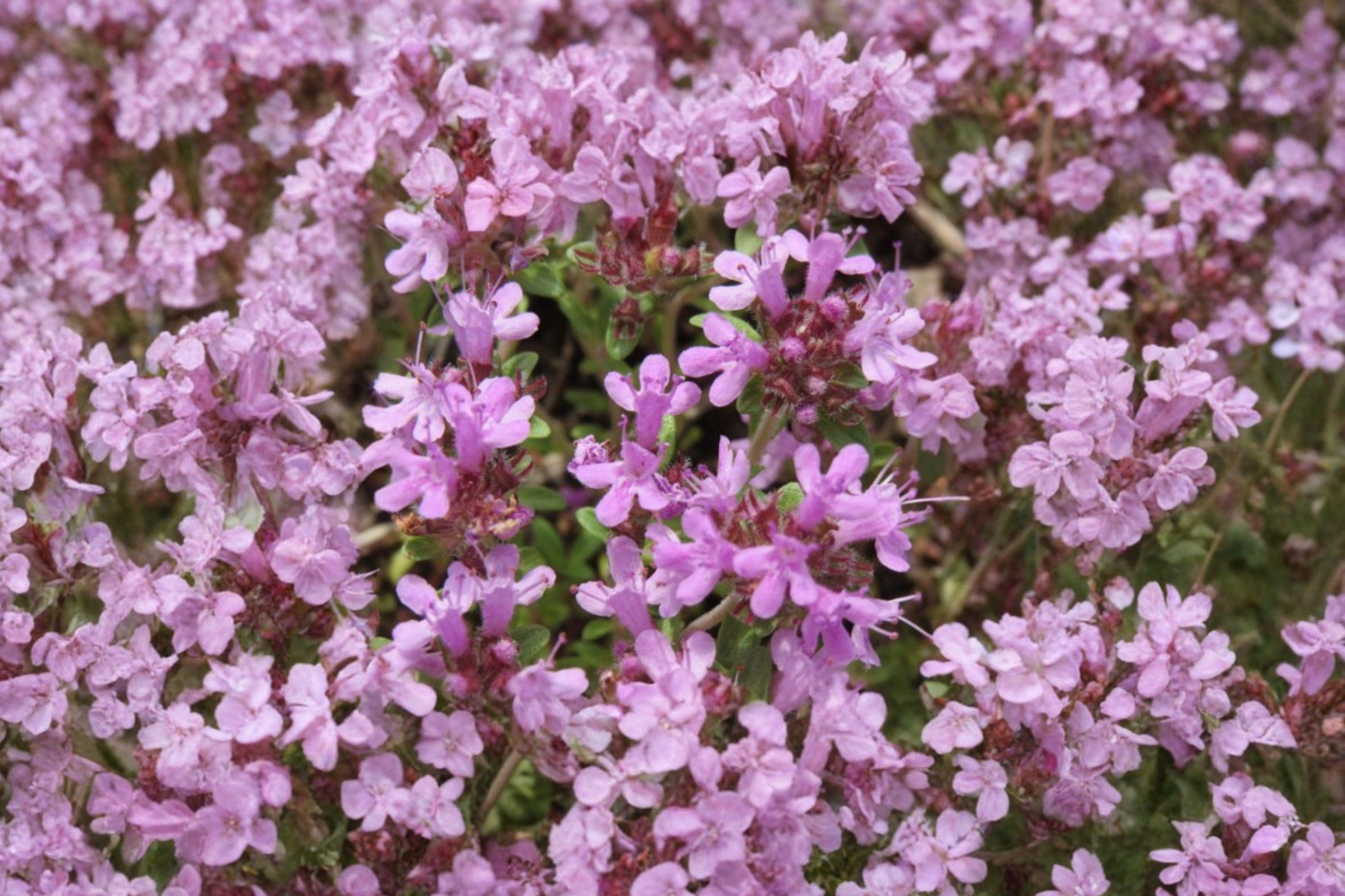 Creeping Thyme Seeds – Thymus serpyllum Purple Ground Cover for Gardens, Borders, Pathways, Lawn Alternatives (100 Seeds)