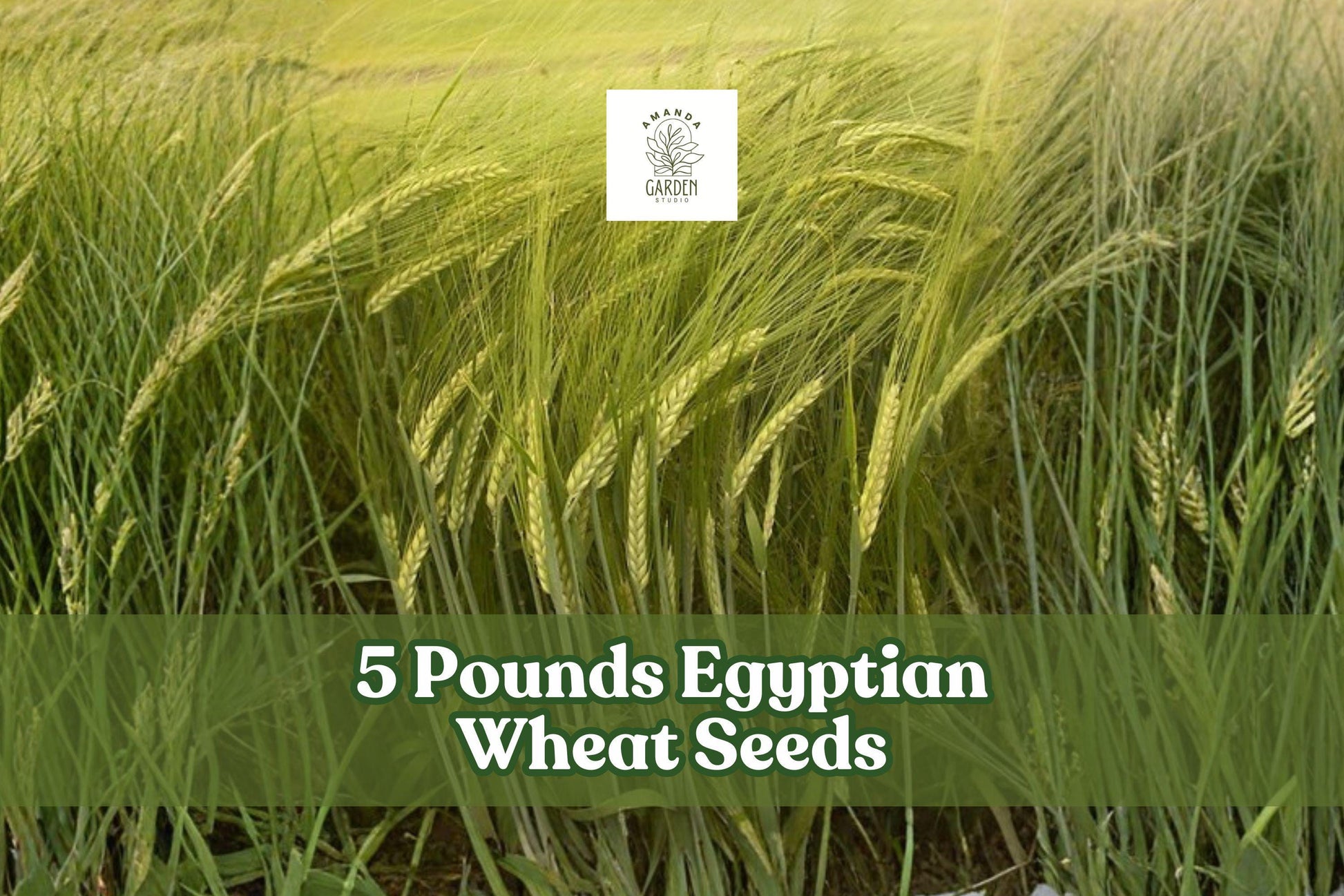 Egyptian Wheat Seeds 1 lb – Tall Sorghum bicolor for Wildlife Cover, Privacy Screen & Cover Crop