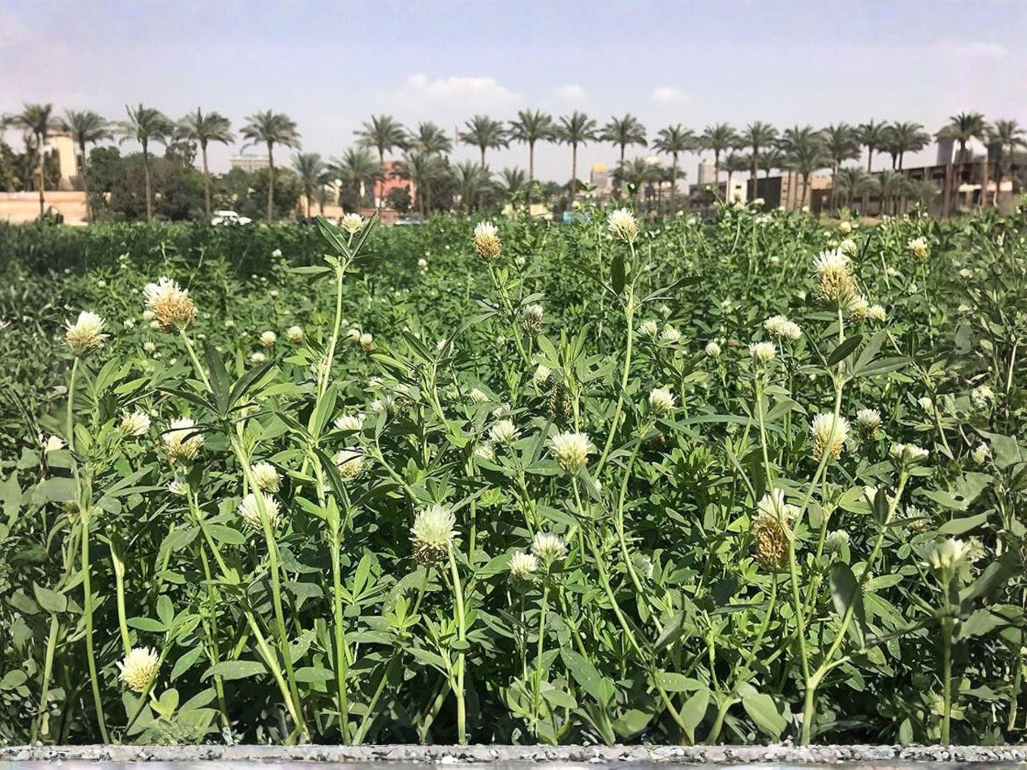Berseem Clover Seeds – Egyptian Trifolium alexandrinum Forage Cover Crop Nitrogen Fixing Annual
