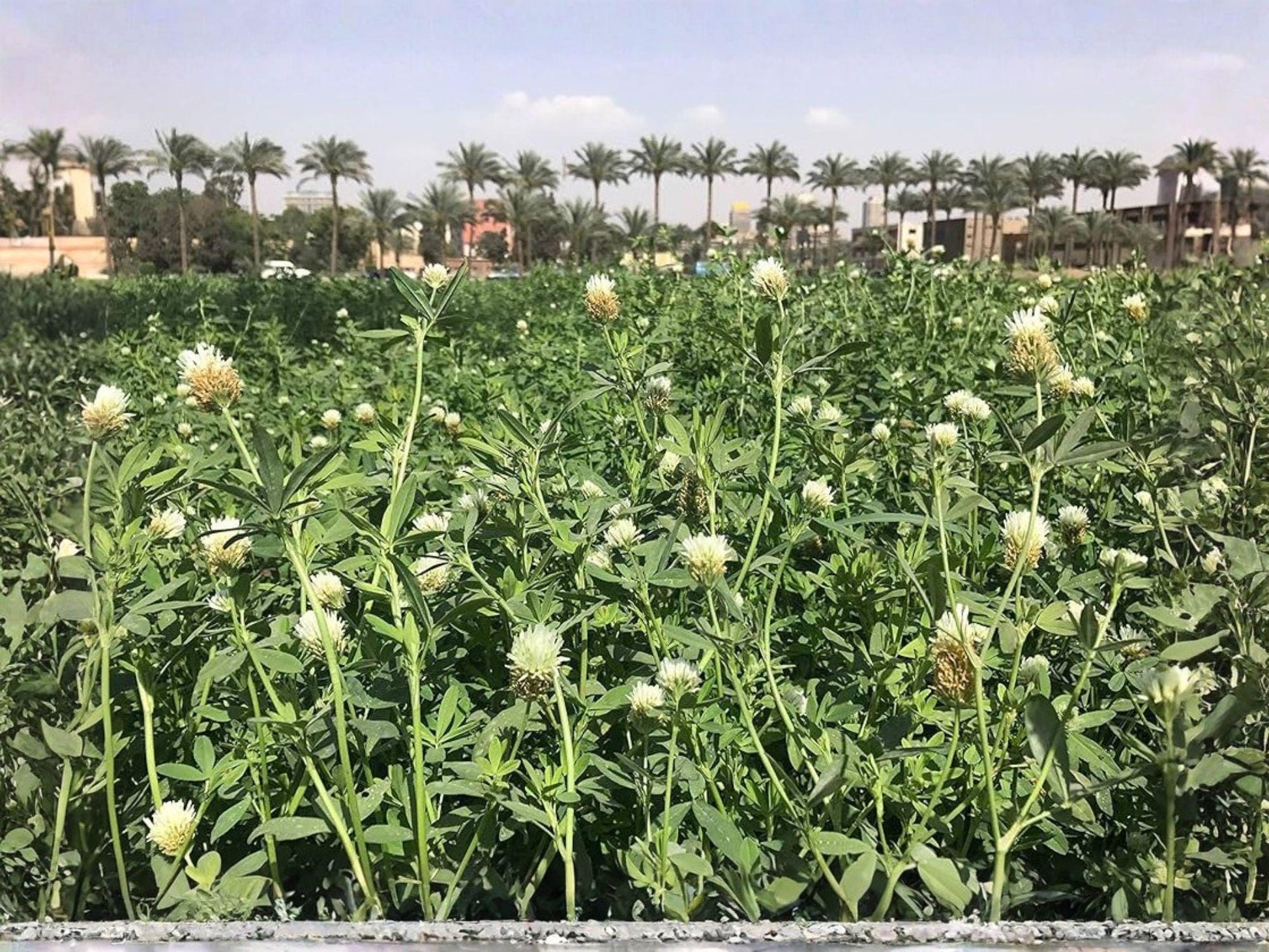 Berseem Clover Seeds – Egyptian Trifolium alexandrinum Forage Cover Crop Nitrogen Fixing Annual
