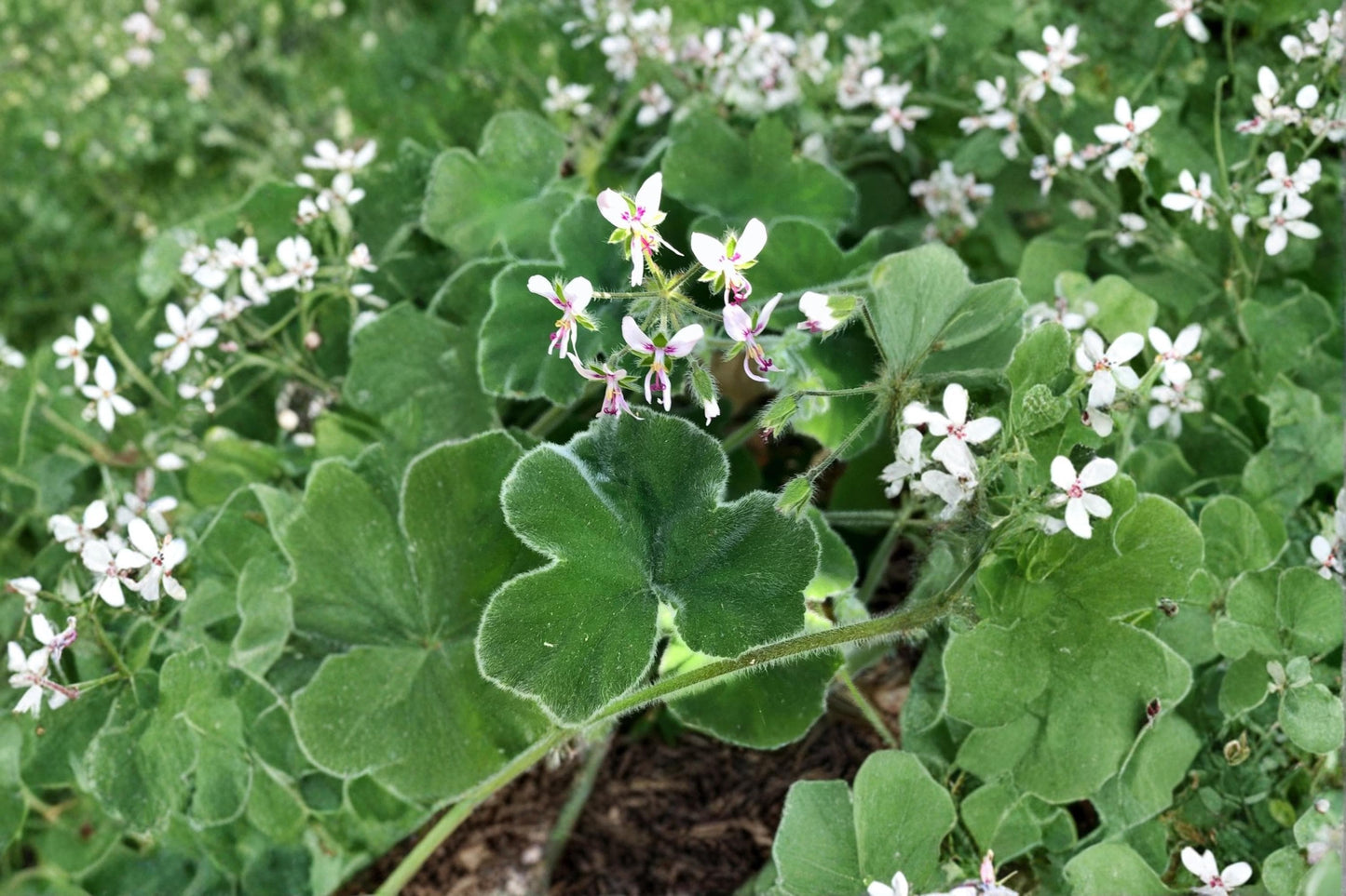 Mint Scented Pelargonium Cuttings – Live Fuzzy Leaf Geranium, Aromatic Foliage, Pelargonium spp. for Containers & Herb Gardens