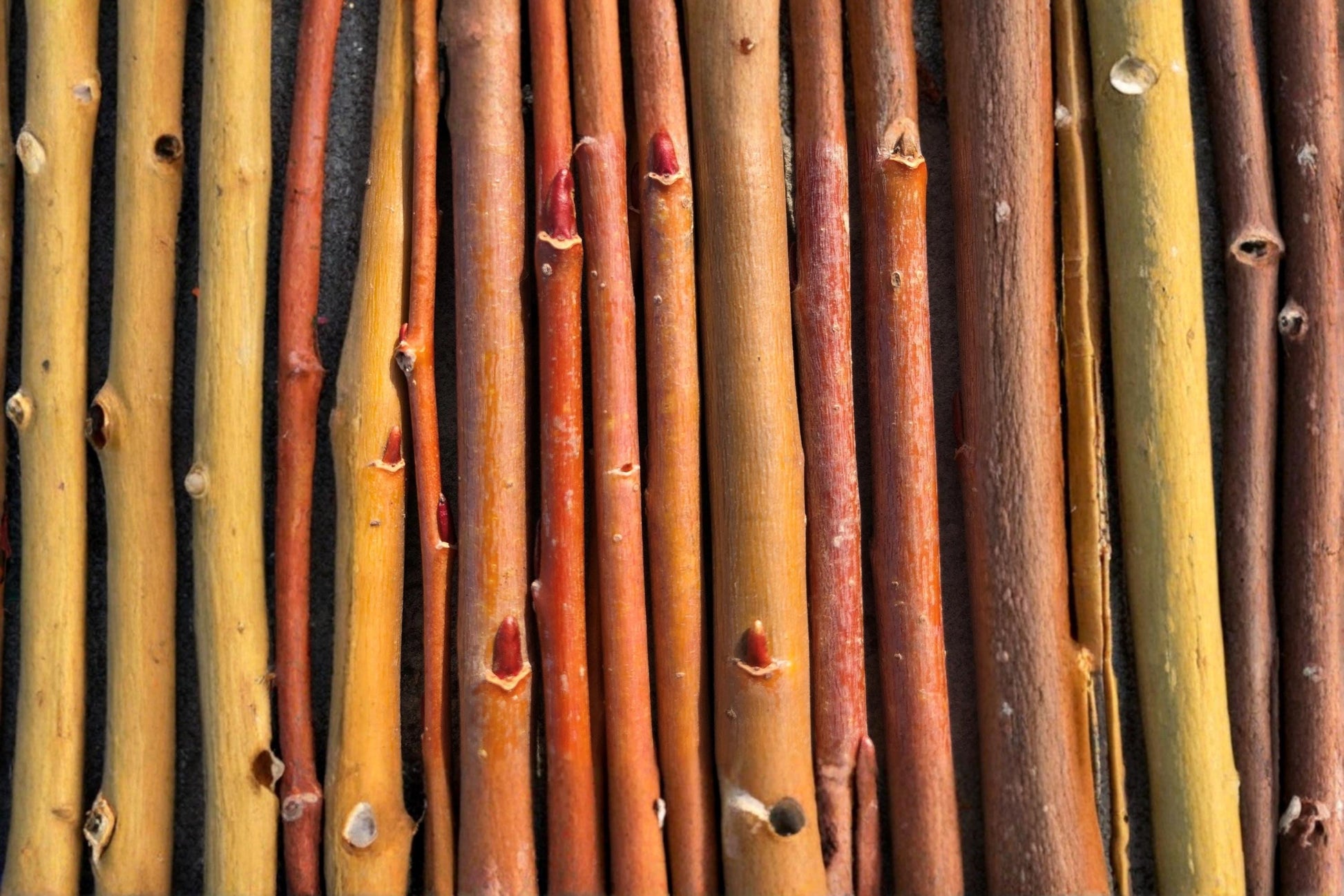 Orange Basket Willow Cuttings – Unrooted Hardwood Salix sp., 10-12 Inches, Fast-Growing Deciduous Shrub for Basketry & Landscaping