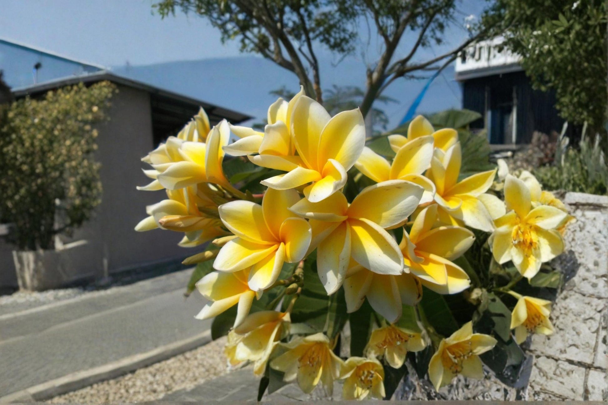 Yellow Plumeria Cutting – 9-12 Inches, Fragrant Frangipani, Tropical Flowering Tree, Plumeria spp.