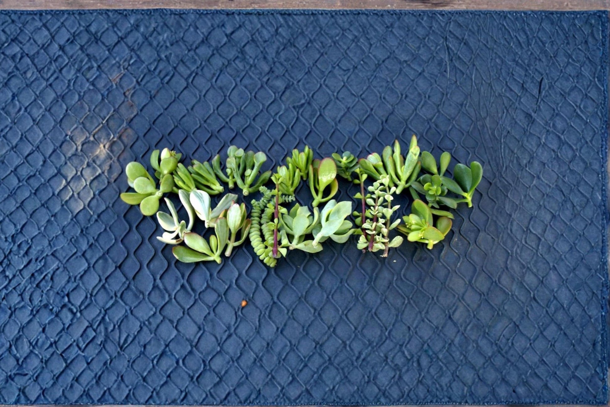 Jade Succulent Cuttings 20+ Mixed Varieties Crassula ovata Indoor Garden Easy Care
