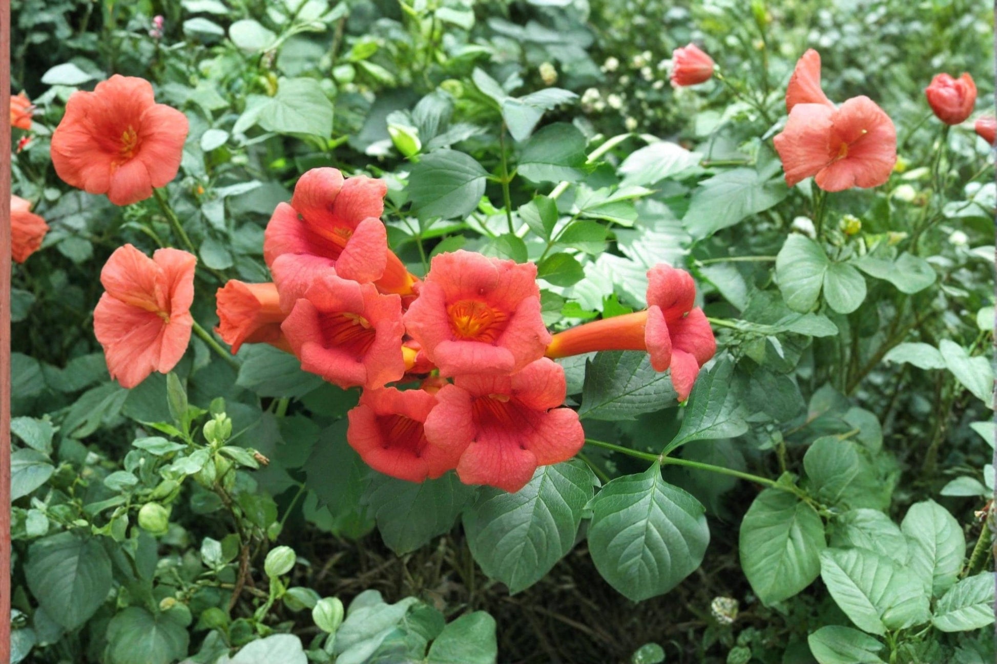 Red Trumpet Vine Live Cuttings - Climbing Perennial Campsis radicans with Red Flowers, Fast-Growing, Pollinator-Friendly