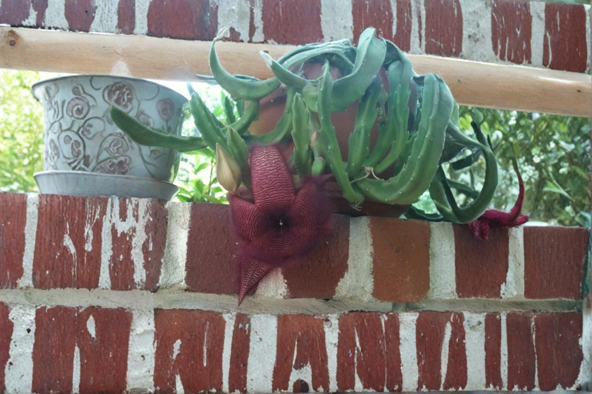 Stapelia grandiflora Succulent Cuttings - Starfish Red Flowers, Carrion Plant, Low Maintenance, Container Plant, Drought Tolerant