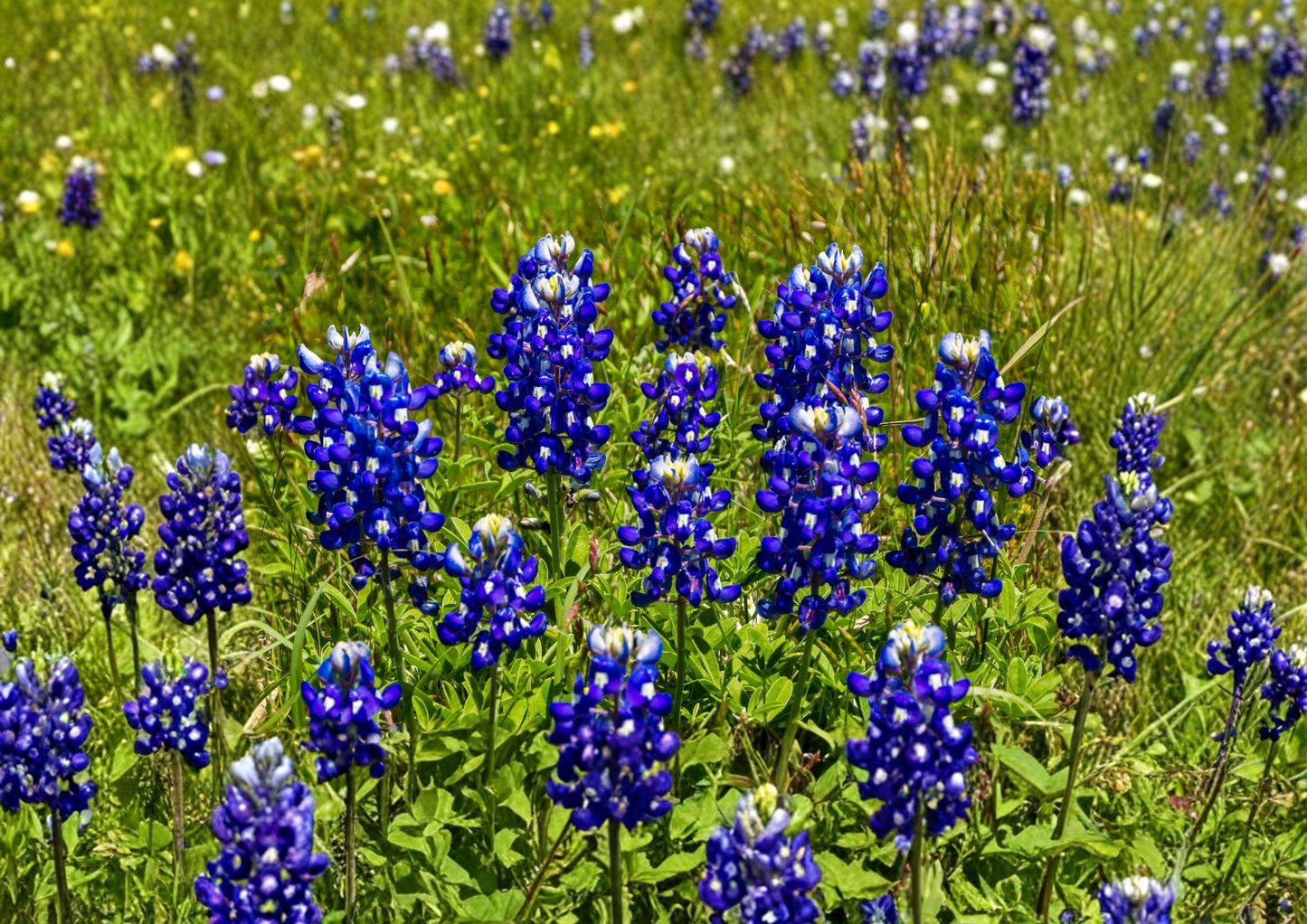 Texas Bluebonnet Seeds – 50 Native Wildflower Seeds for Spring Blooms – Grow Lupinus texensis for Vibrant Blue Flowers