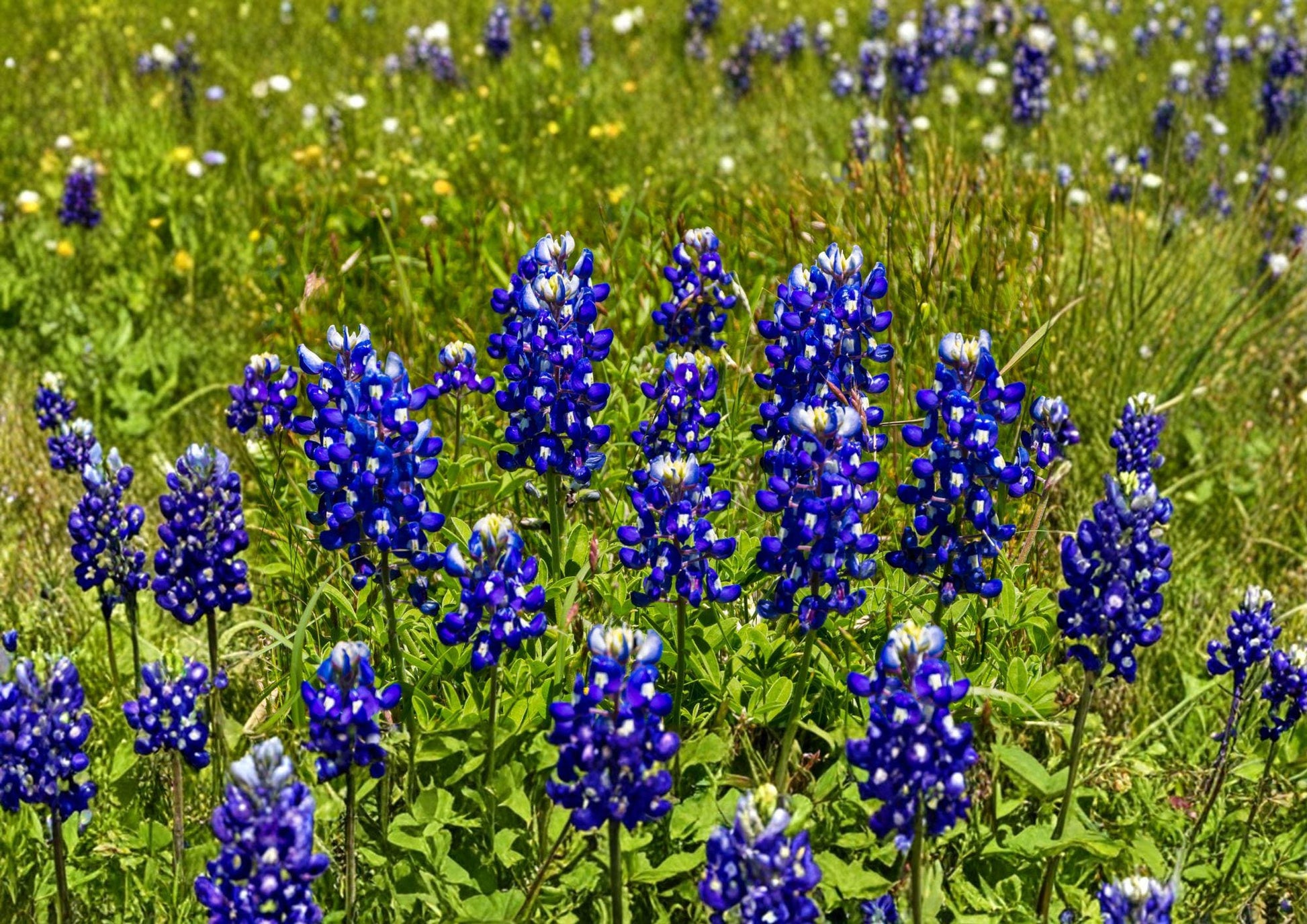 Texas Bluebonnet Seeds – 50 Native Wildflower Seeds for Spring Blooms – Grow Lupinus texensis for Vibrant Blue Flowers