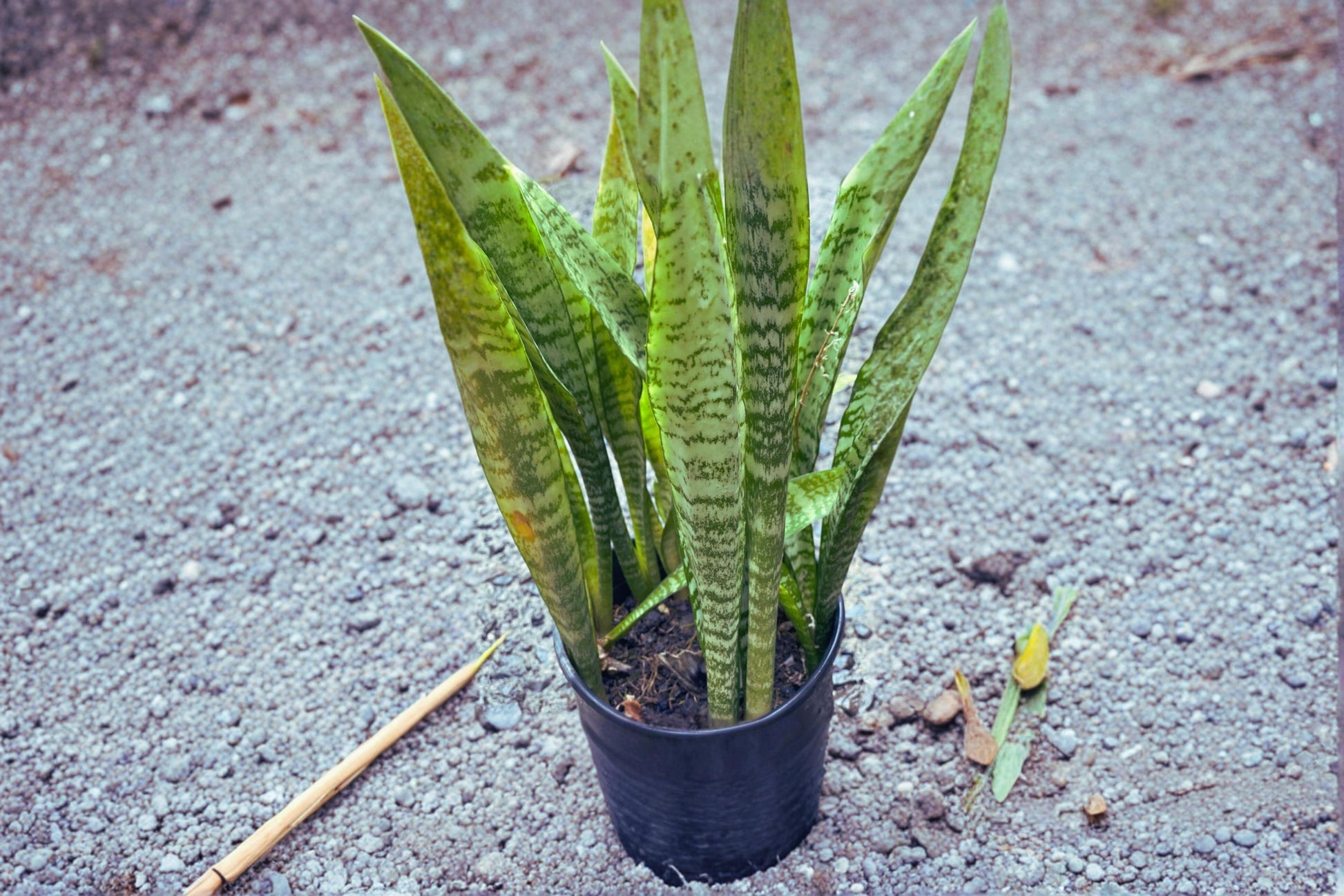 Sansevieria Snake Plant Cuttings – 3 Starter Leaves, 4-6 Inches, Variegated Foliage, Dracaena trifasciata Houseplant