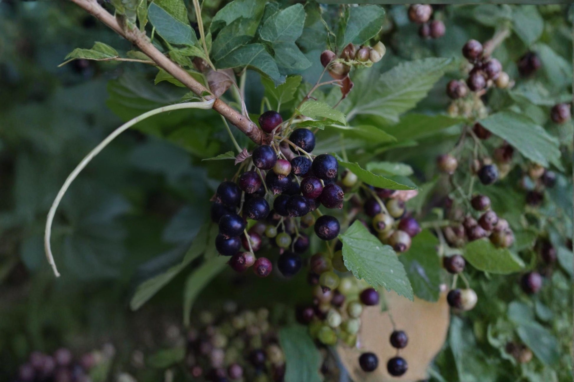 Consort Black Currant Cuttings 4-6" Ribes nigrum Dormant Unrooted Fruit Shrub