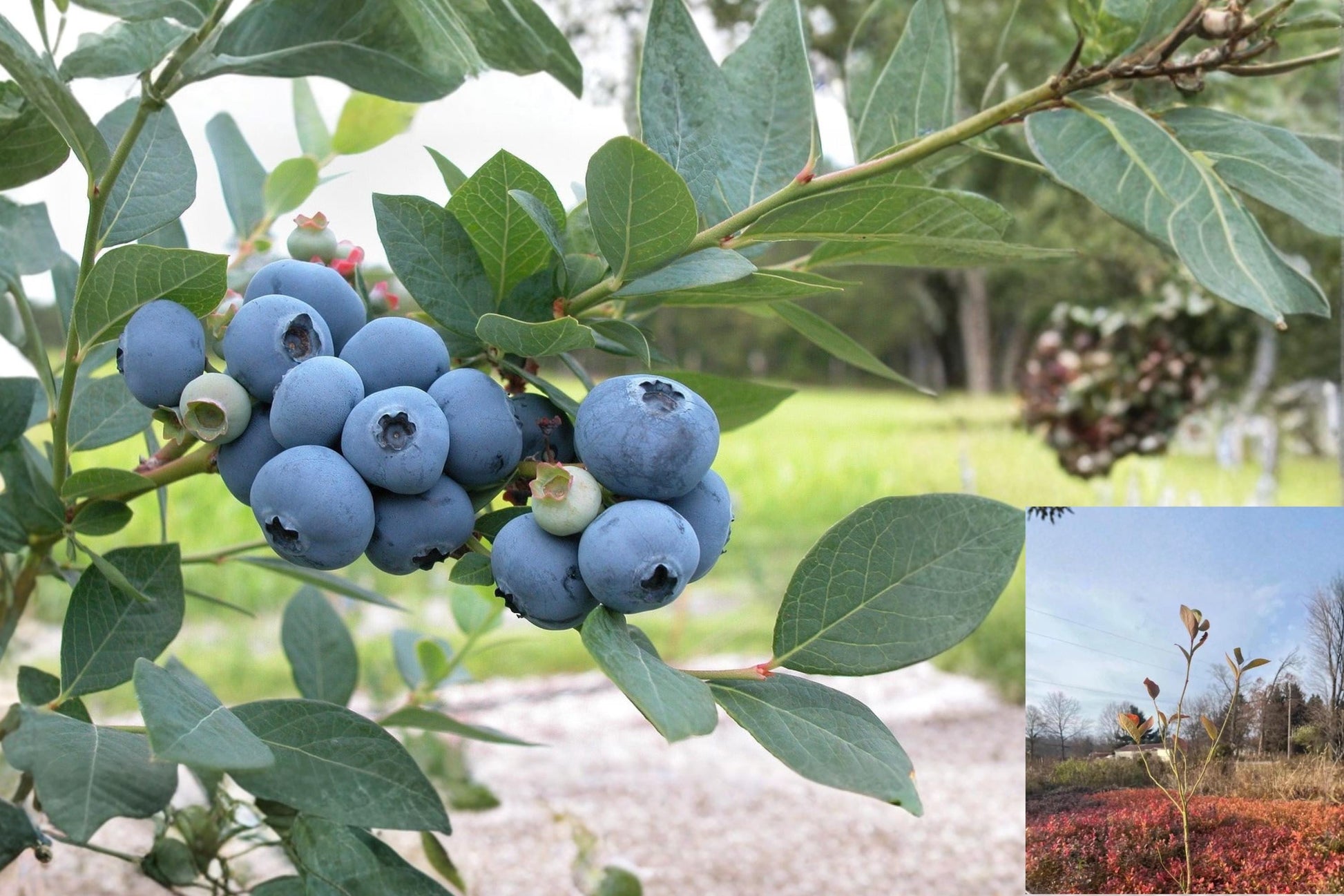 Blueberry Rooted Cuttings 6-12 Inches, Vaccinium spp., Fruiting Shrubs, Mixed Varieties for Home Gardens