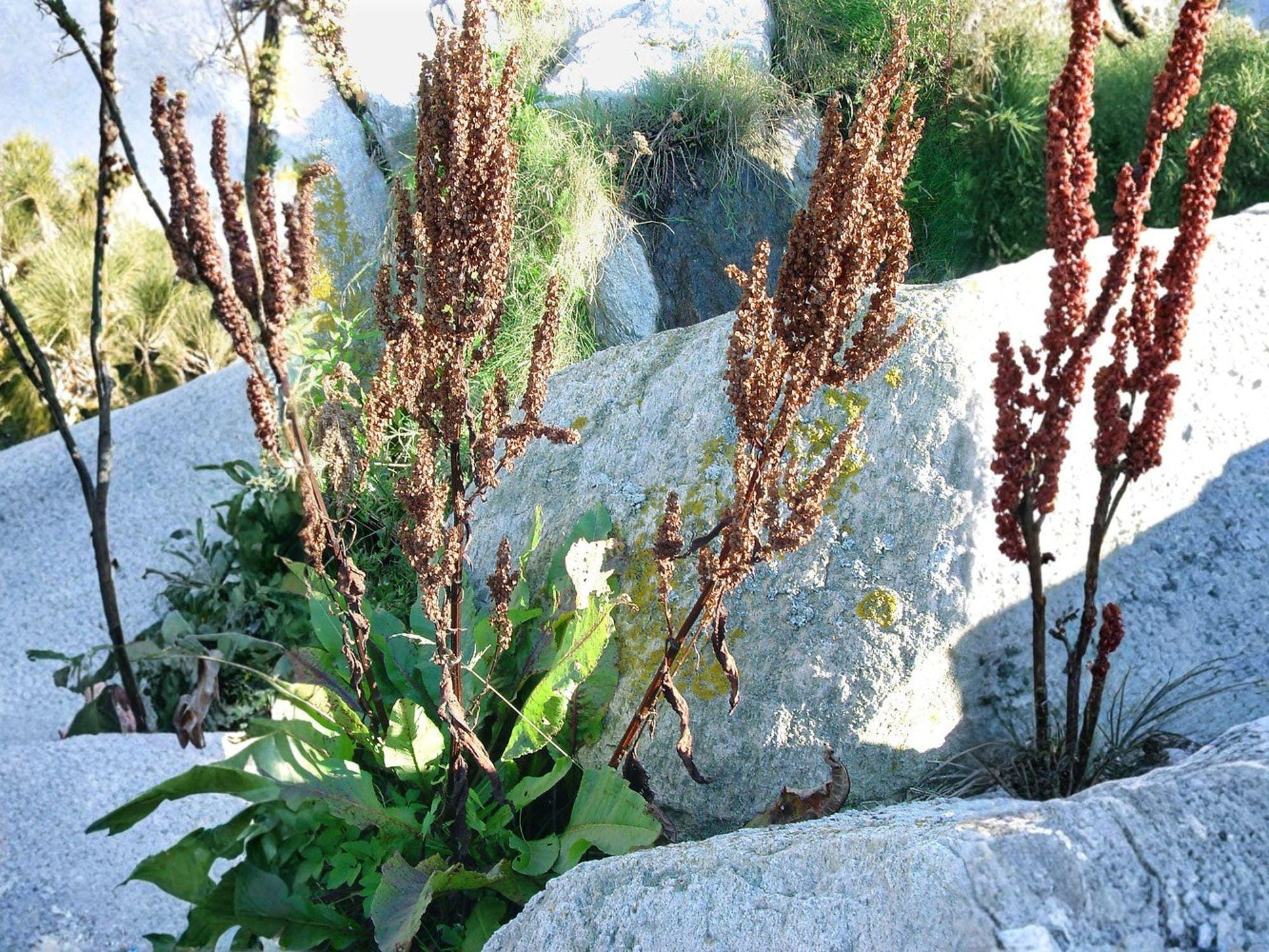 Rumex Orbiculatus Seeds – Water Dock, Native Wetland Perennial, Moist Soil, Shoreline Stabilization, 100 Seeds