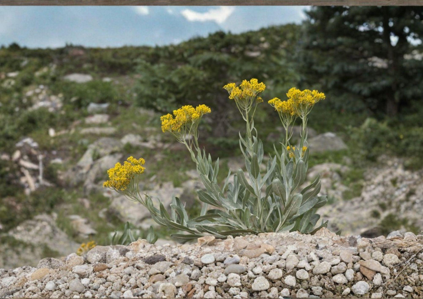 Tall Blacktip Ragwort Seeds – Native Senecio atratus Wildflower for Meadows, Pollinator Gardens, and Naturalized Landscapes