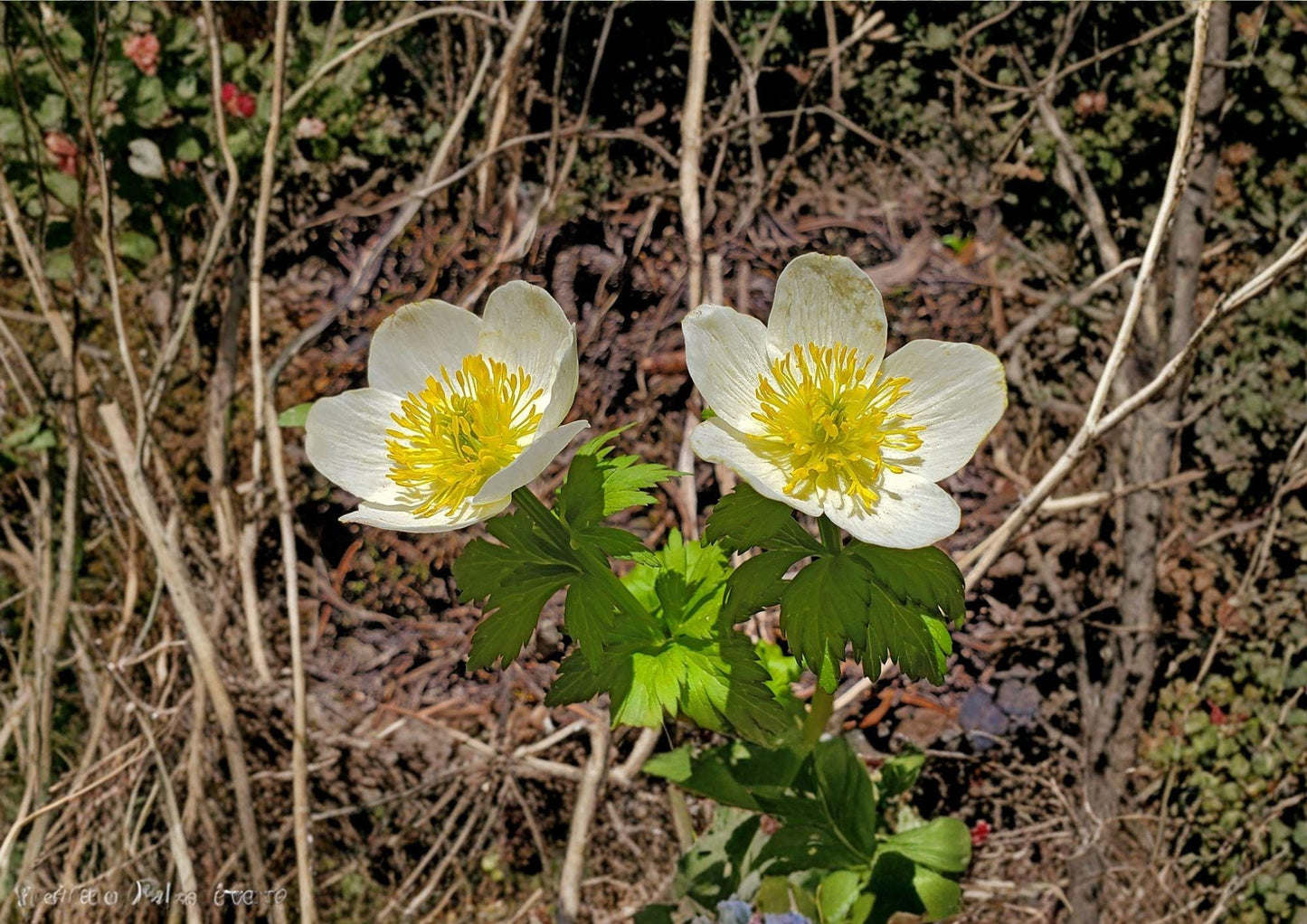 American Globeflower Seeds – Trollius laxus, Native Pollinator Wildflower, 50 Seeds, Creamy White Globe Flowers, Wetlands, Perennial